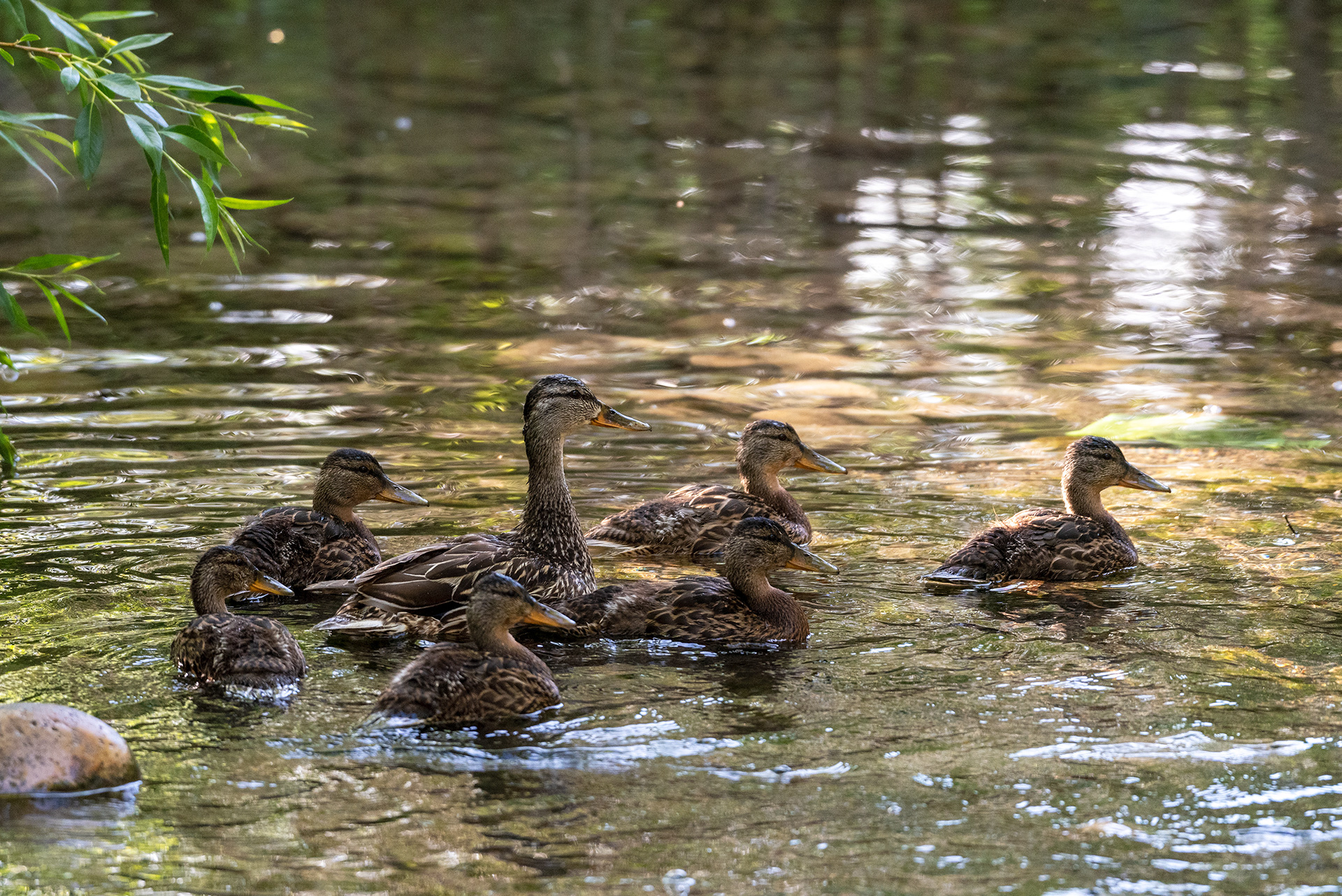 Mallard, ducklings, Bridlewood Wetlands Park, Calgary, Alberta