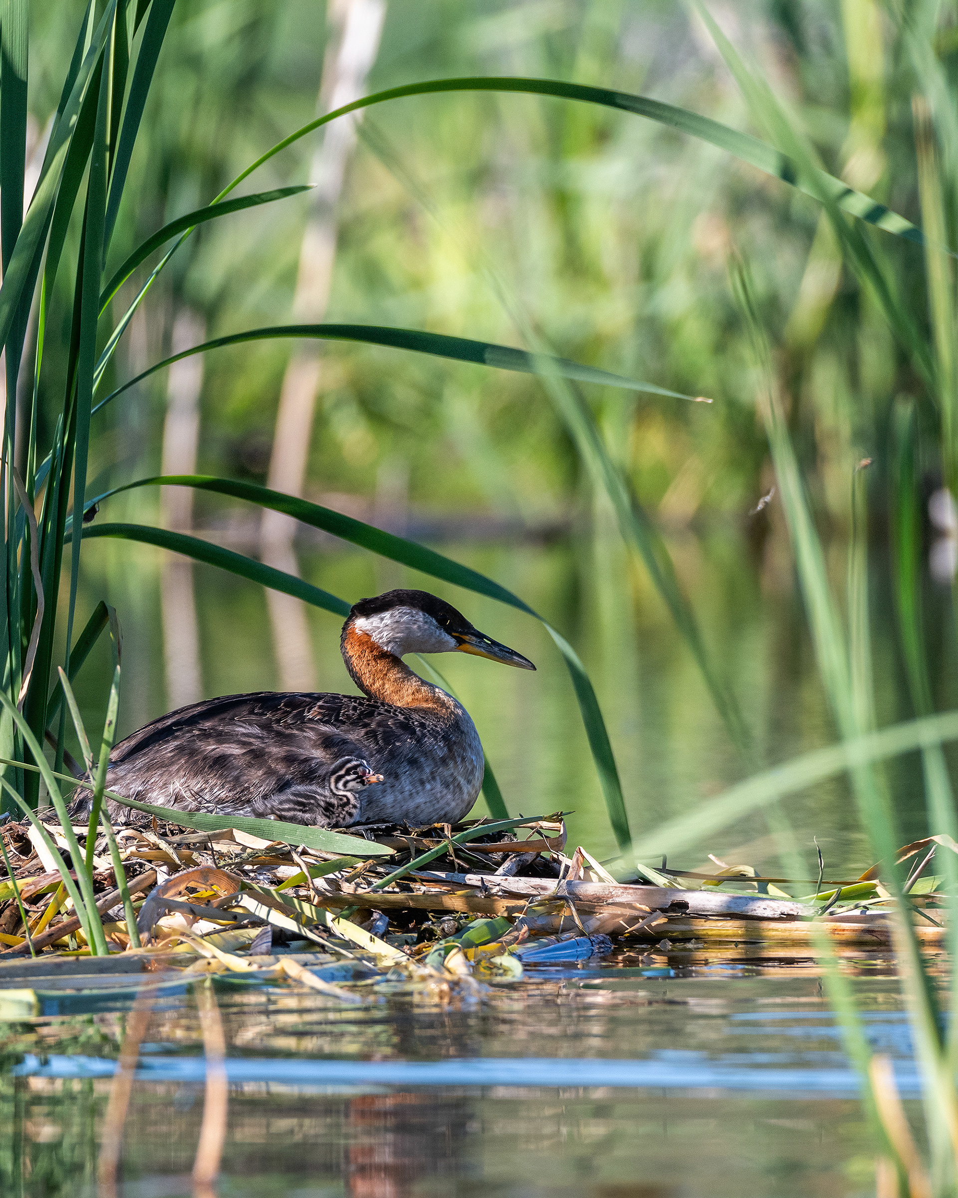 Red-necked Grebe (female) and her one day old chick at their nest, Marshall Springs - Fish Creek Prov. Park, Calgary, AB