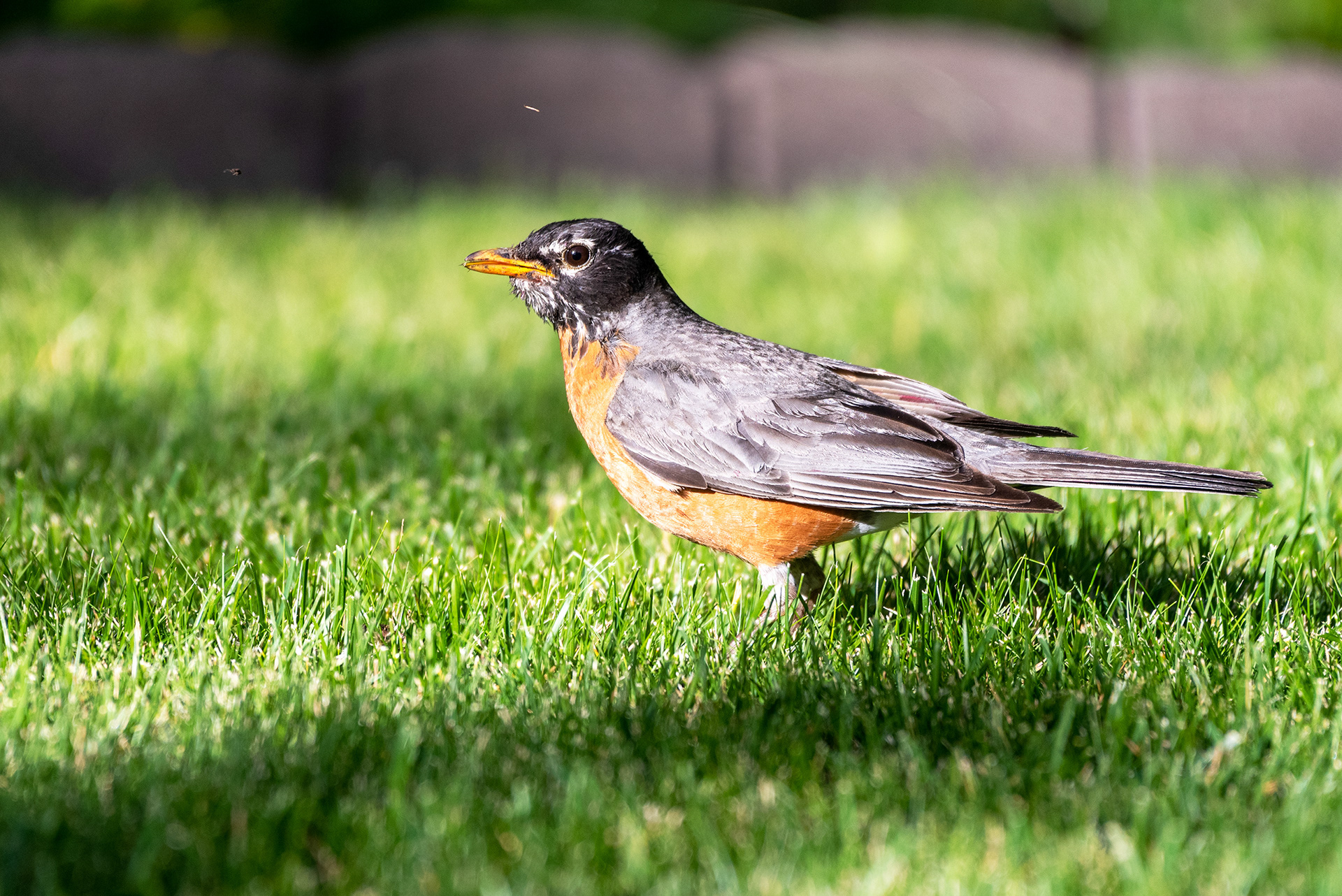 American Robin comes up short on this attempt at a worm
