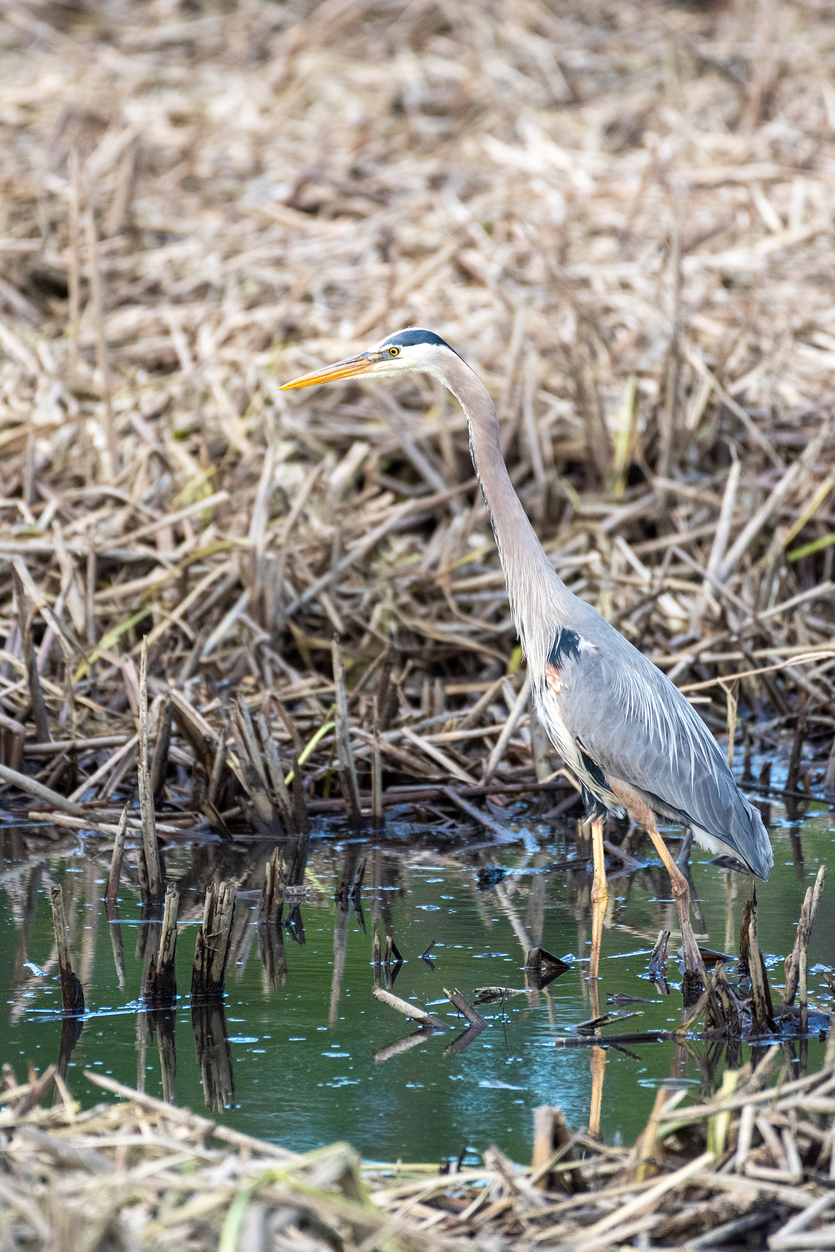 Great Blue Heron