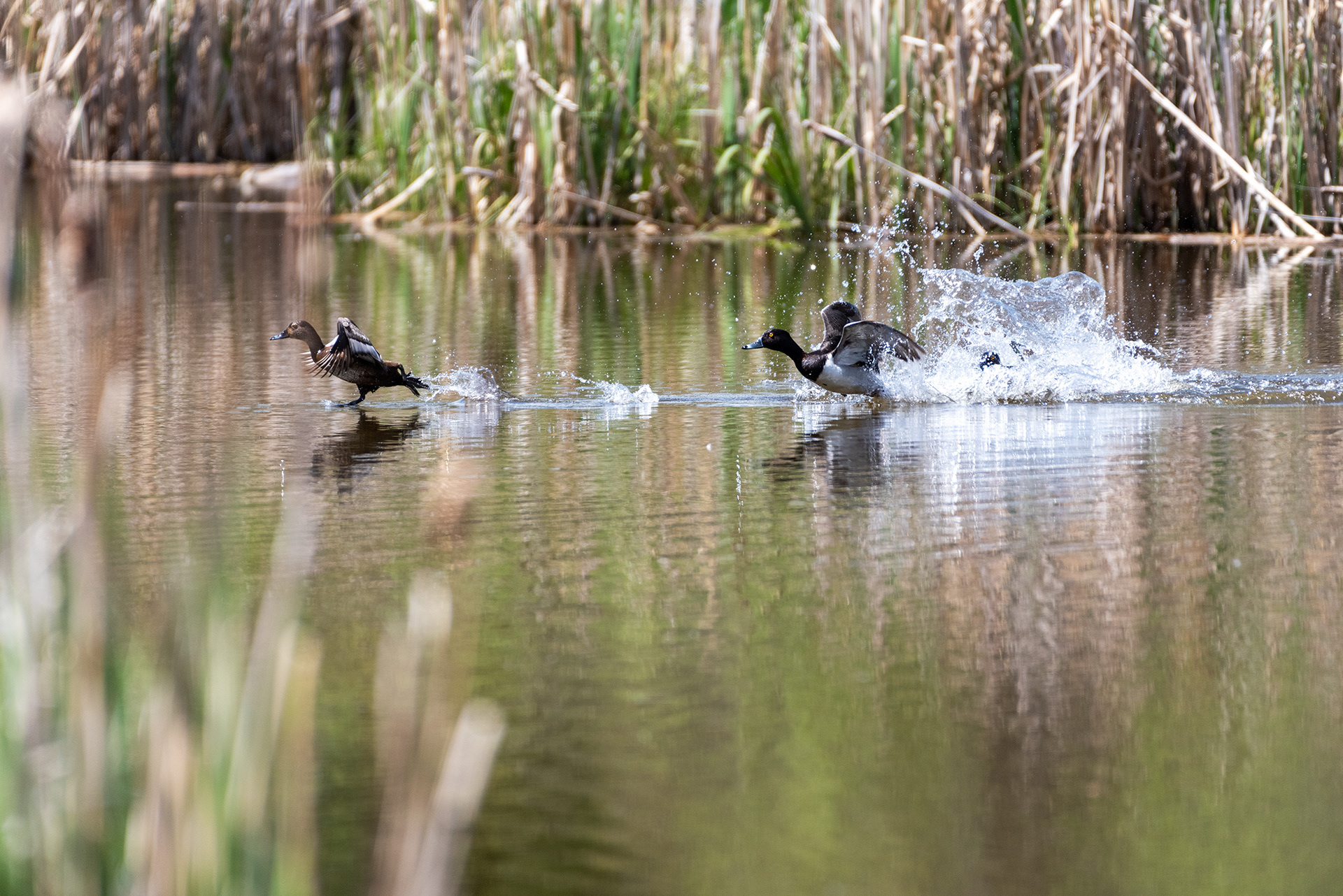 Ring-necked Ducks, Weaselhead Flats, Elbow River, Calgary, Alberta