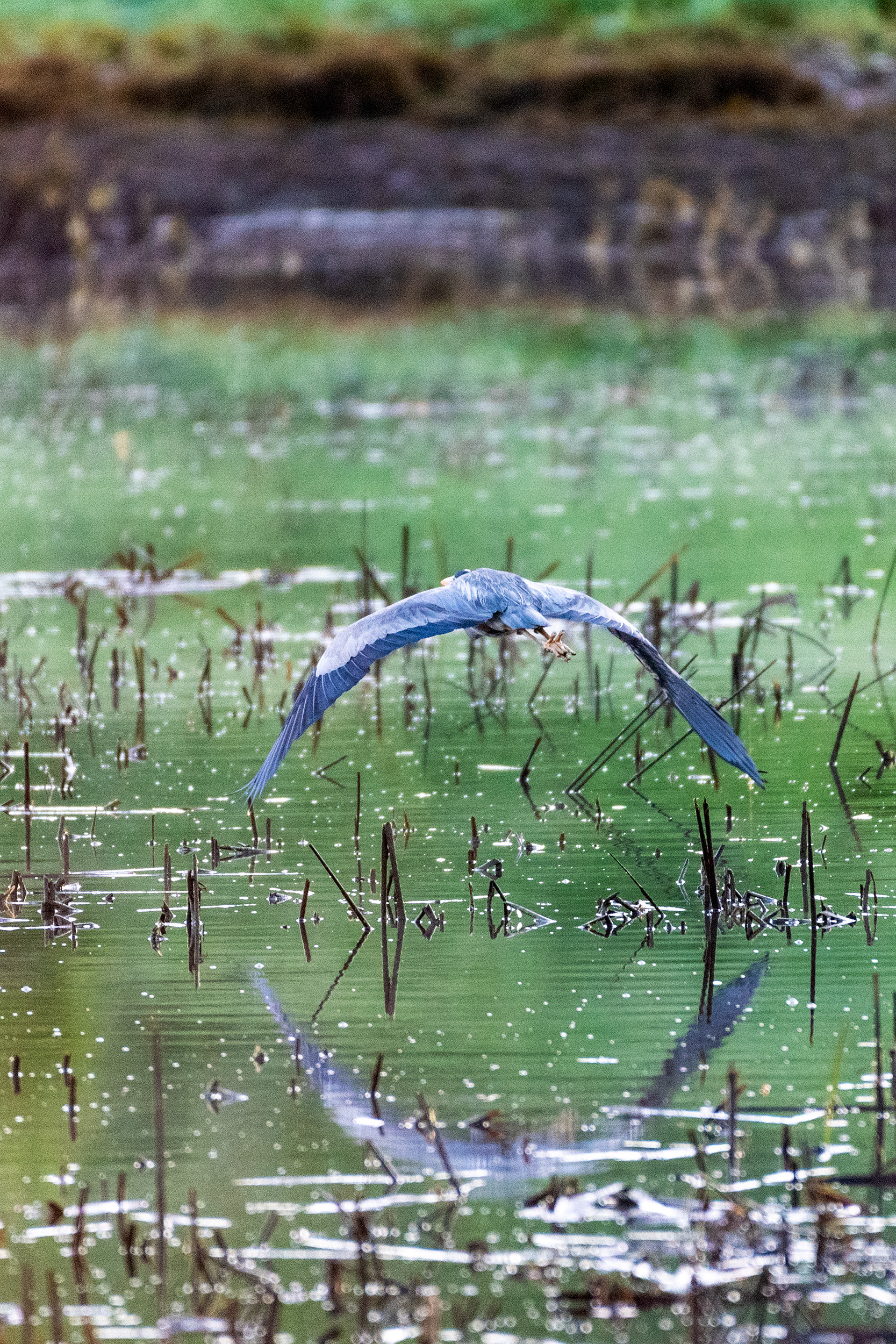Great Blue Heron (in flight, back view)