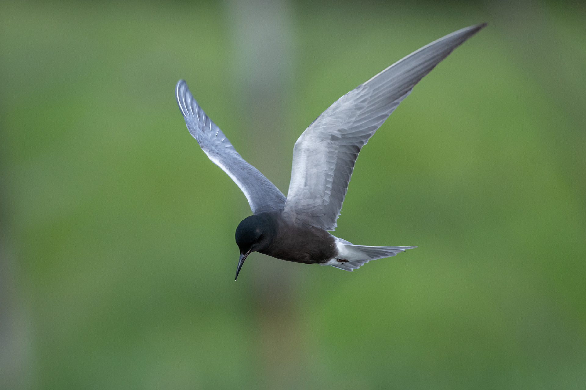 Black Tern (in flight), Marshall Springs ponds, Fish Creek Provincial Park, Calgary, AB