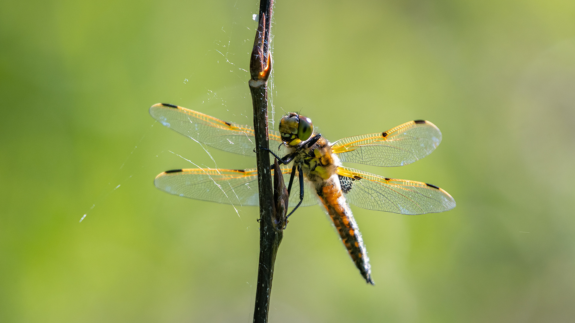Dragonfly, Marshall Springs ponds, Fish Creek Provincial Park, Calgary, AB