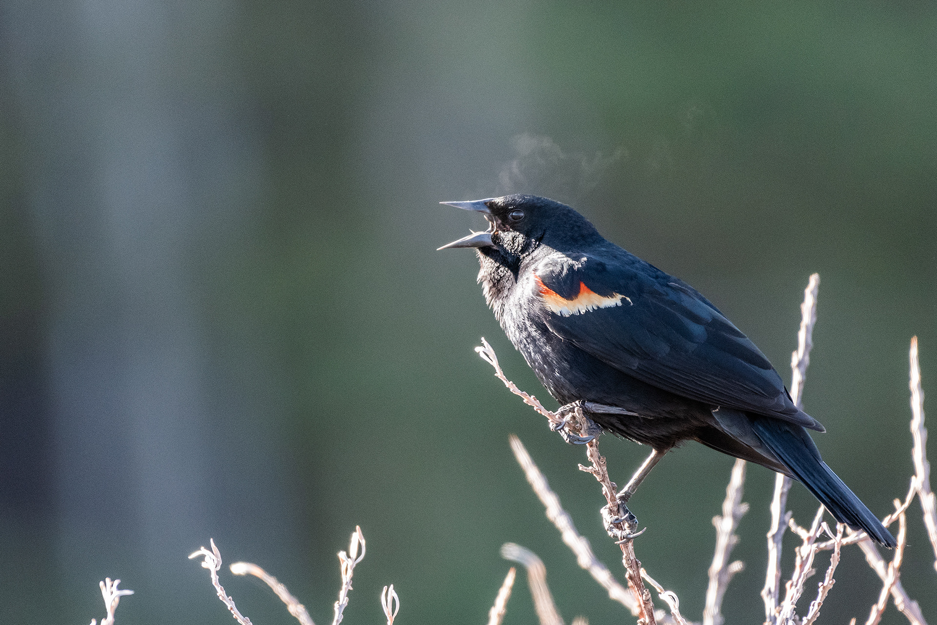 Red-winged Blackbird (male) at Marshall Springs, Fish Creek Provincial Park, Calgary, Alberta