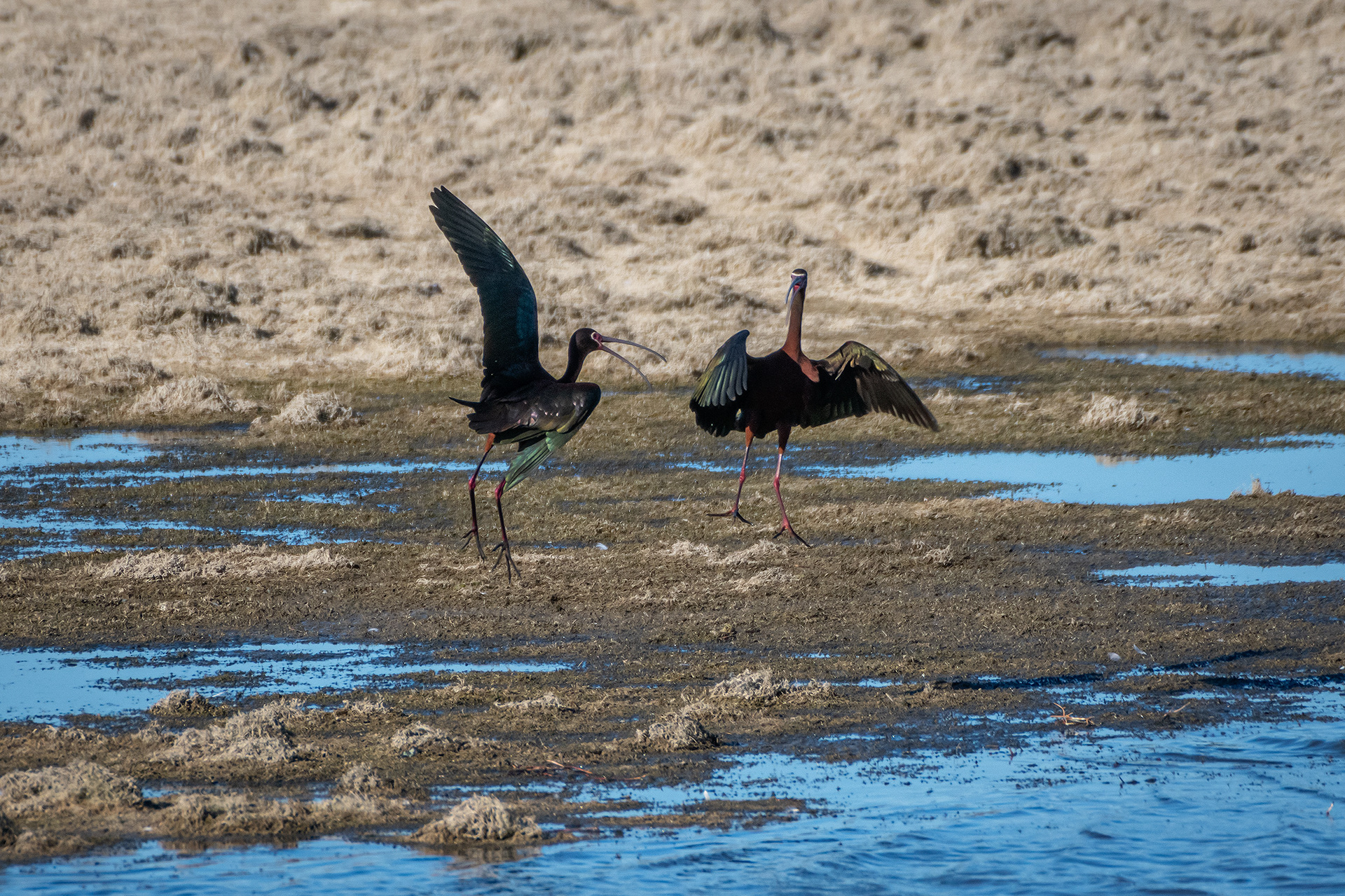 White-faced Ibises, Glenmore Reservoir, North Glenmore Park, Calgary, AB
