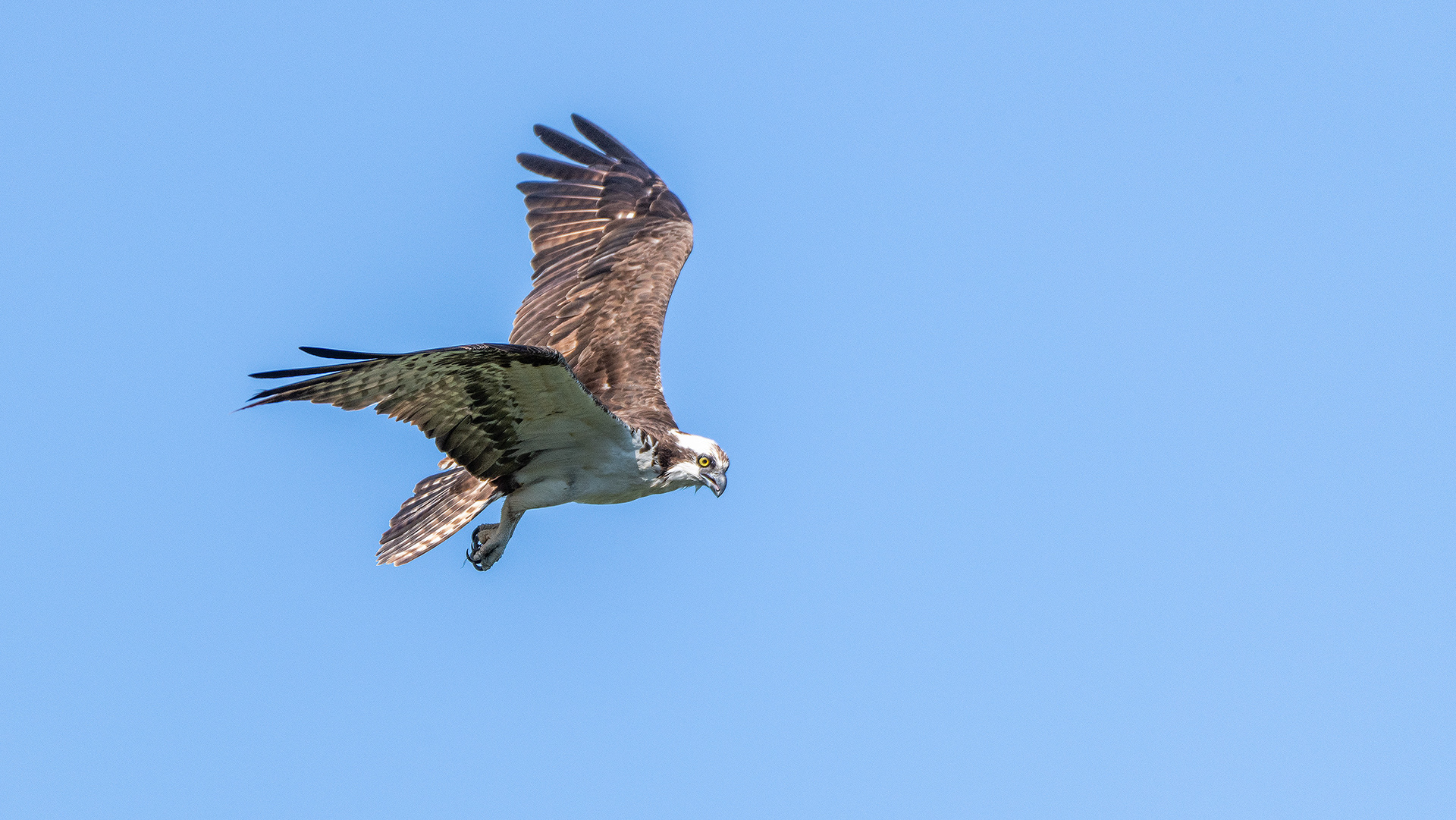 Osprey in flight, Marshall Springs - Fish Creek Prov. Park, Calgary, AB