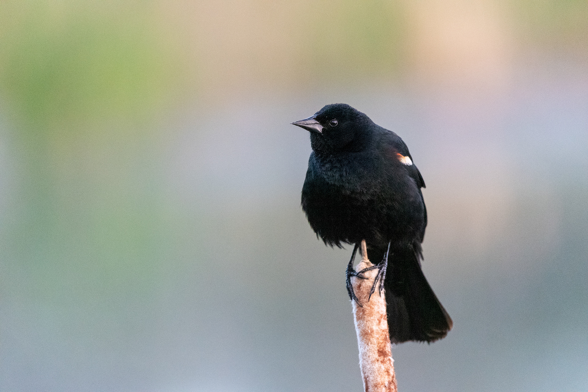 Red-winged Blackbird, Marshall Springs, Fish Creek Provincial Park, Calgary