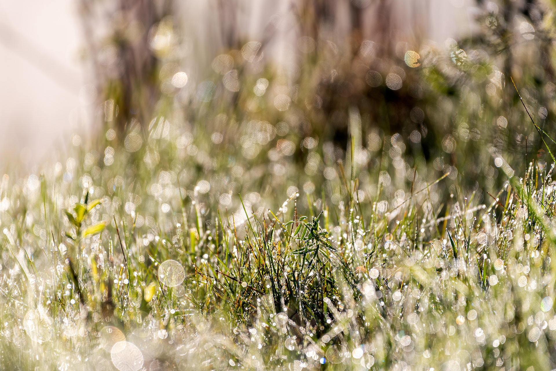 Damp grass, Marshall Springs, Fish Creek Provincial Park, Calgary, Alberta