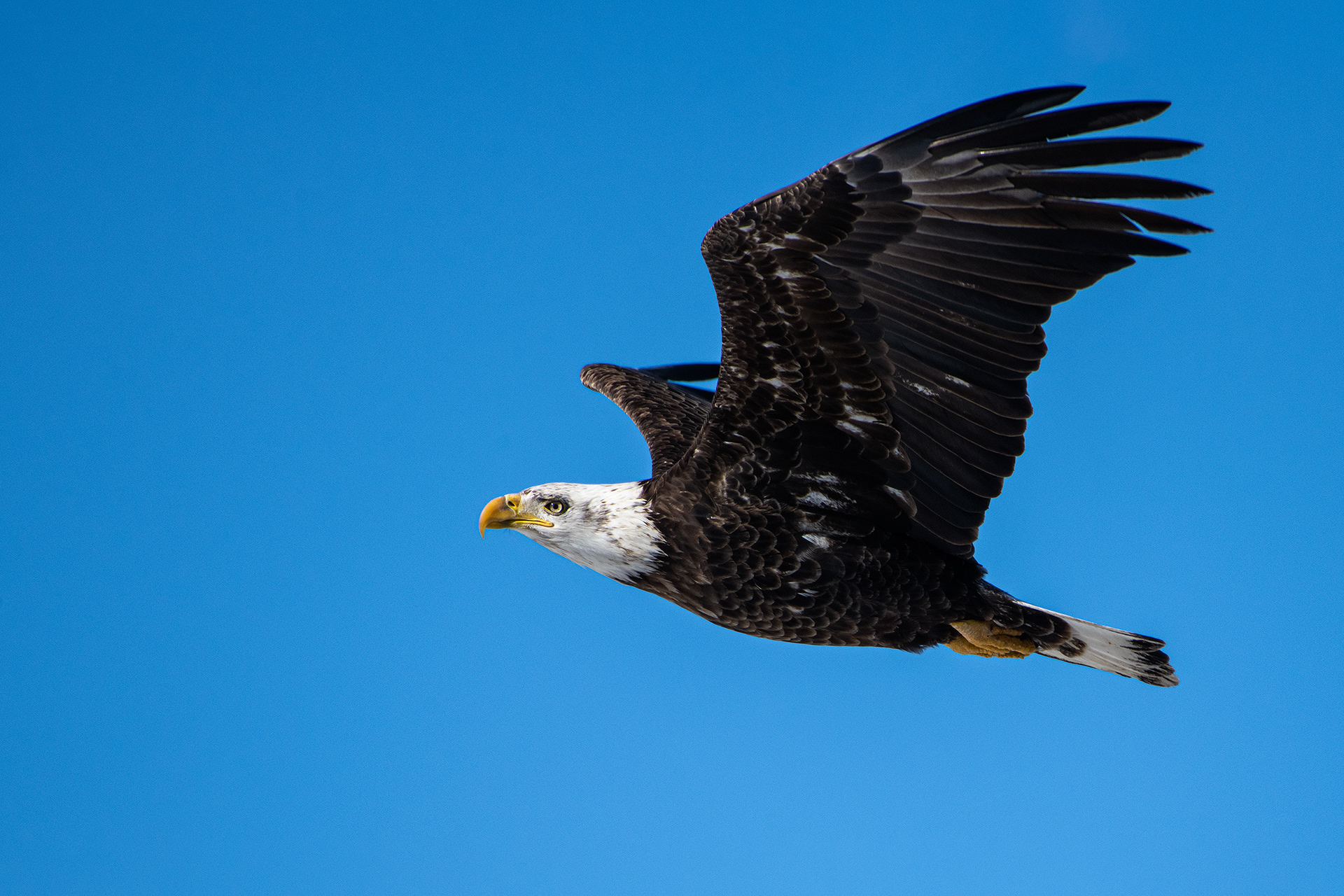 Bald Eagle (immature, but barely) in flight - Southview Off Leash Dog Park, Calgary, AB