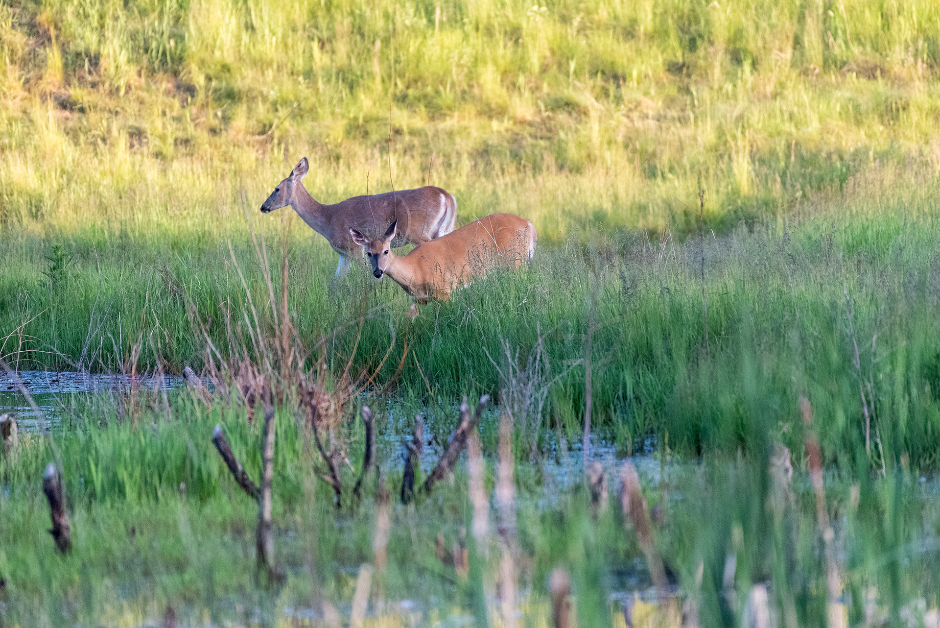 Deer, Marshall Springs, Fish Creek Provincial Park, Calgary