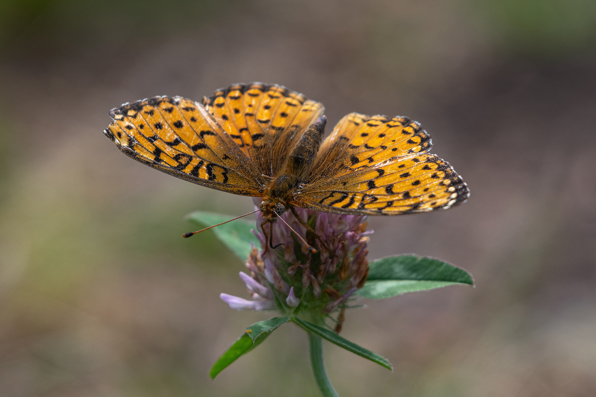 Flower and Butterfly, Brown-Lowery Provincial Park, Alberta