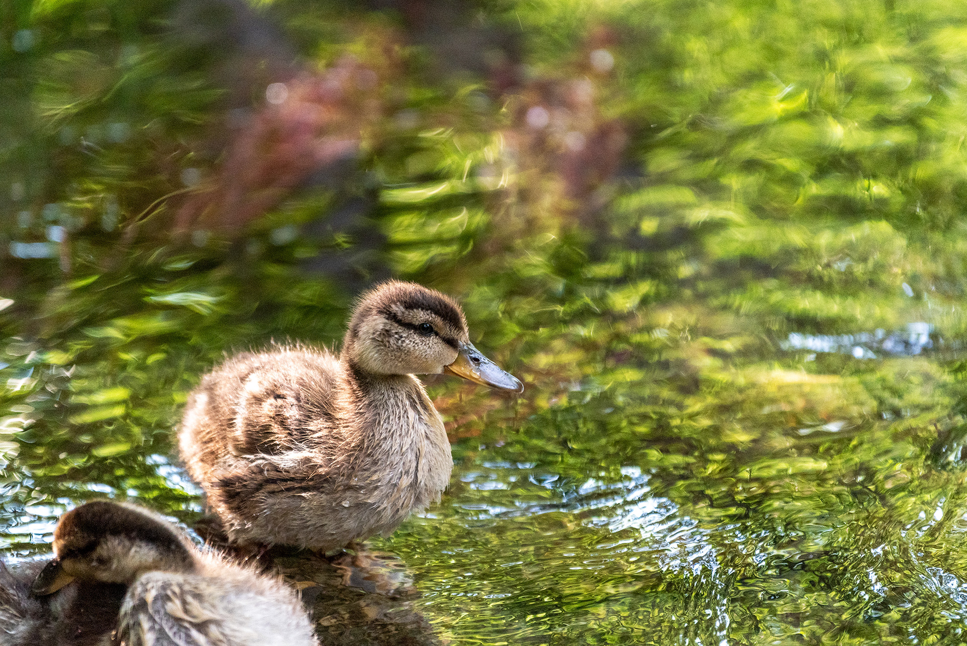 ducklings, Bridlewood Wetlands Park, Calgary, Alberta