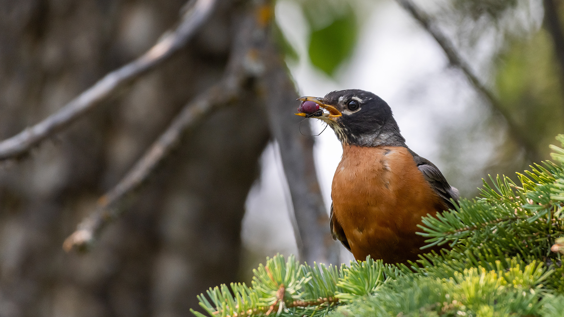 American Robin, Marshall Springs - Fish Creek Prov. Park, Calgary, AB