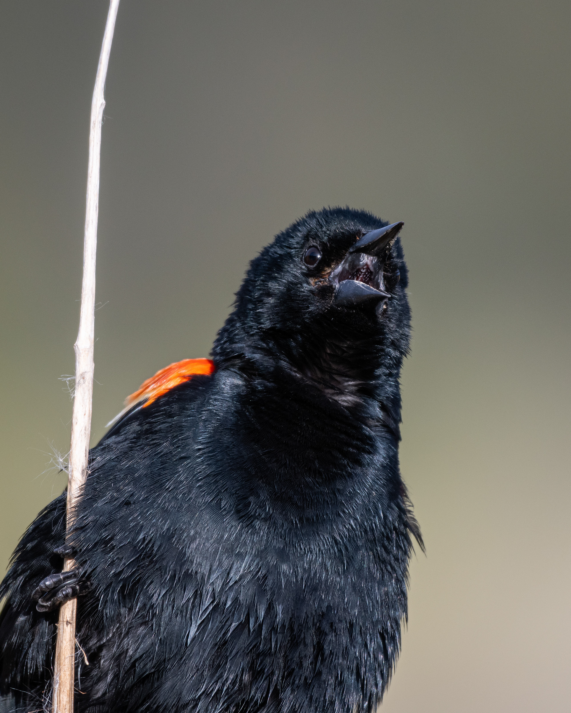 Red-winged Blackbird (male) close-up, Marshall Springs ponds, Fish Creek Provincial Park, Calgary, AB