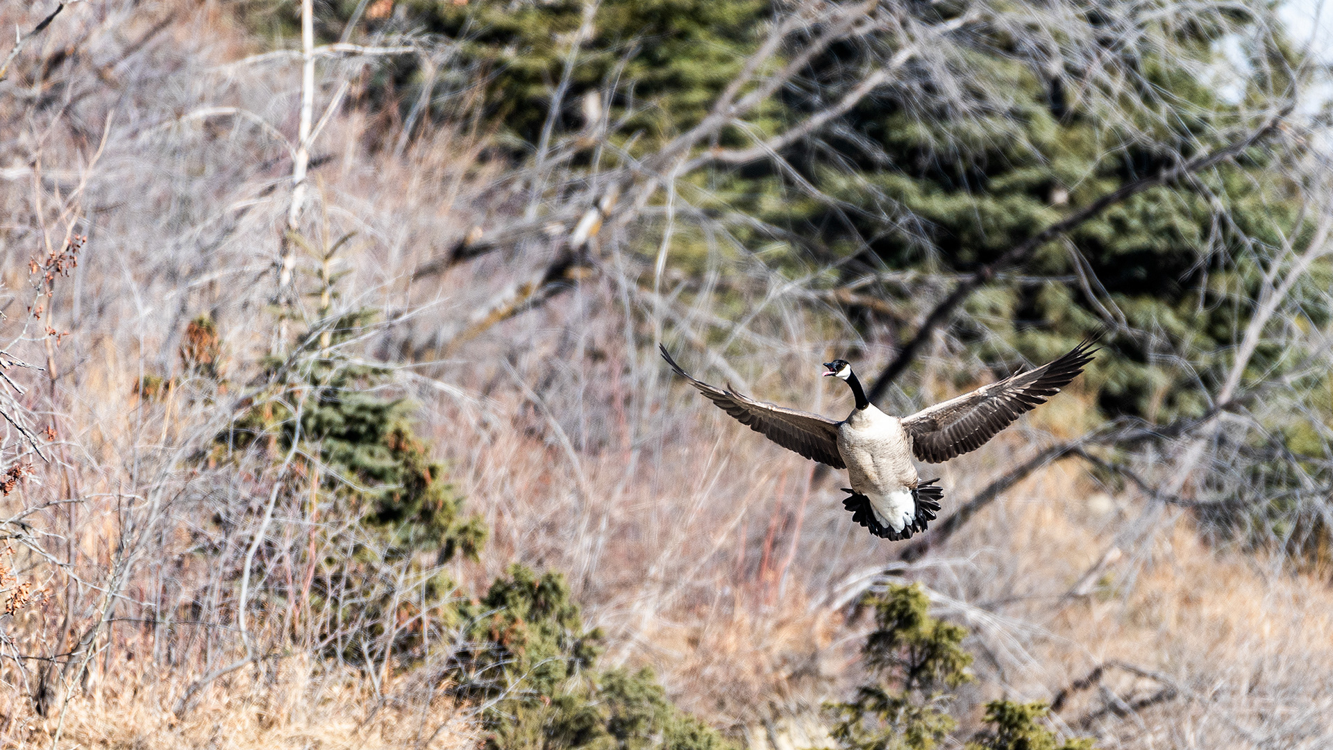 Canada Goose (in flight) near Mallard Point, Fish Creek Prov. Park, Calgary, AB