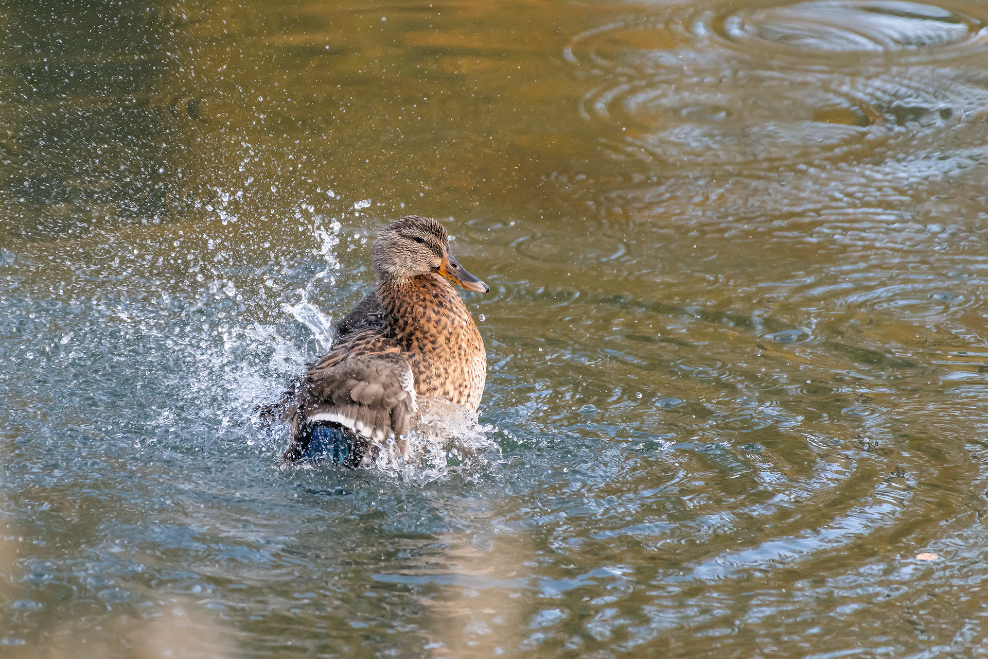 Mallard (female), Inglewood, Calgary, AB