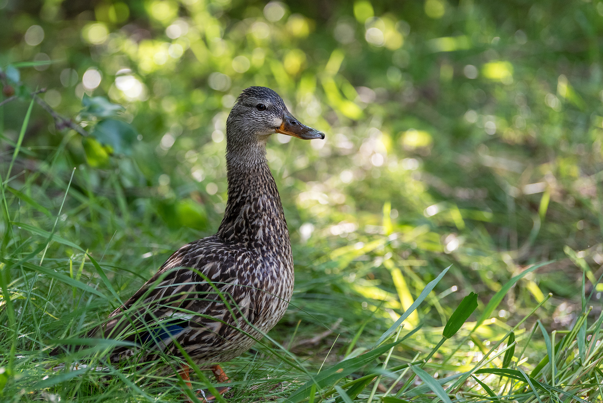 Mallard, Bridlewood Wetlands Park, Calgary, Alberta