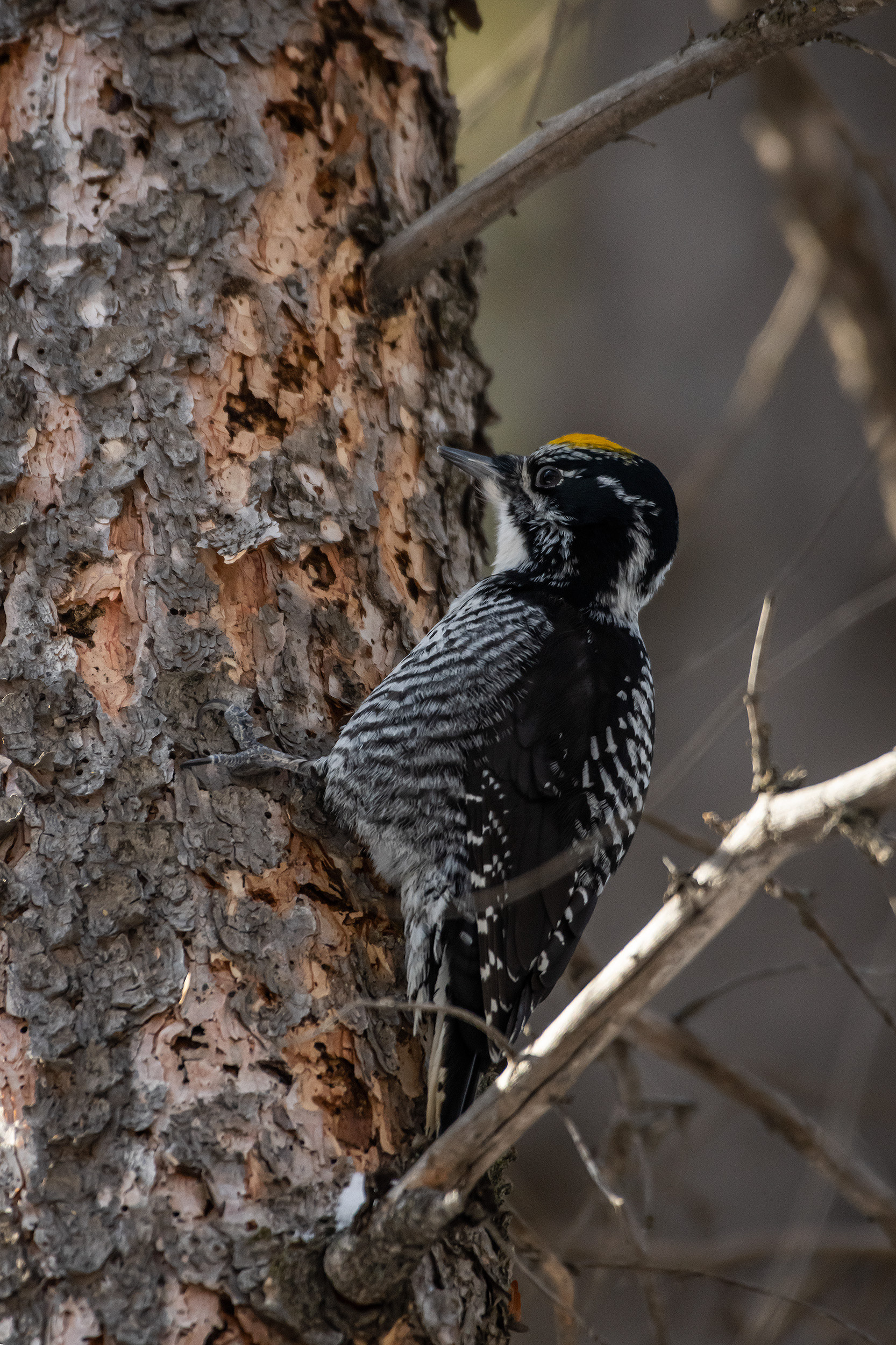 Three-toed Woodpecker (male), near the Marshall Springs area of Fish Creek Provincial Park, Calgary, AB