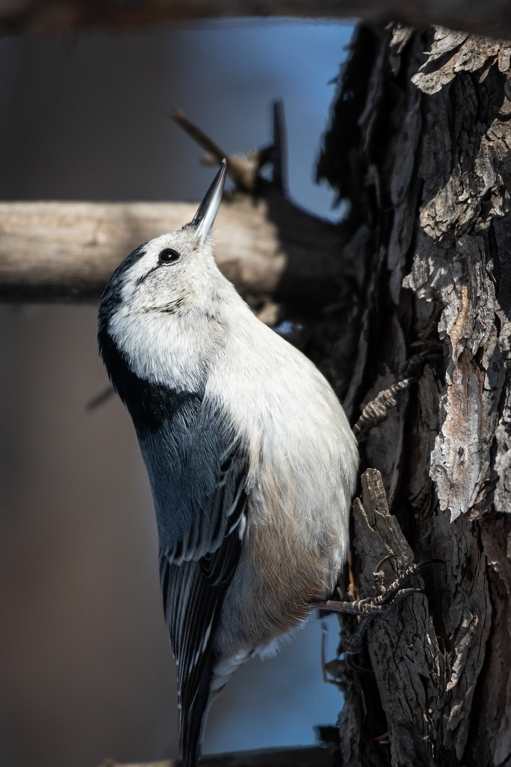 White-breasted Nuthatch, near the Marshall Springs area of Fish Creek Provincial Park, Calgary, AB