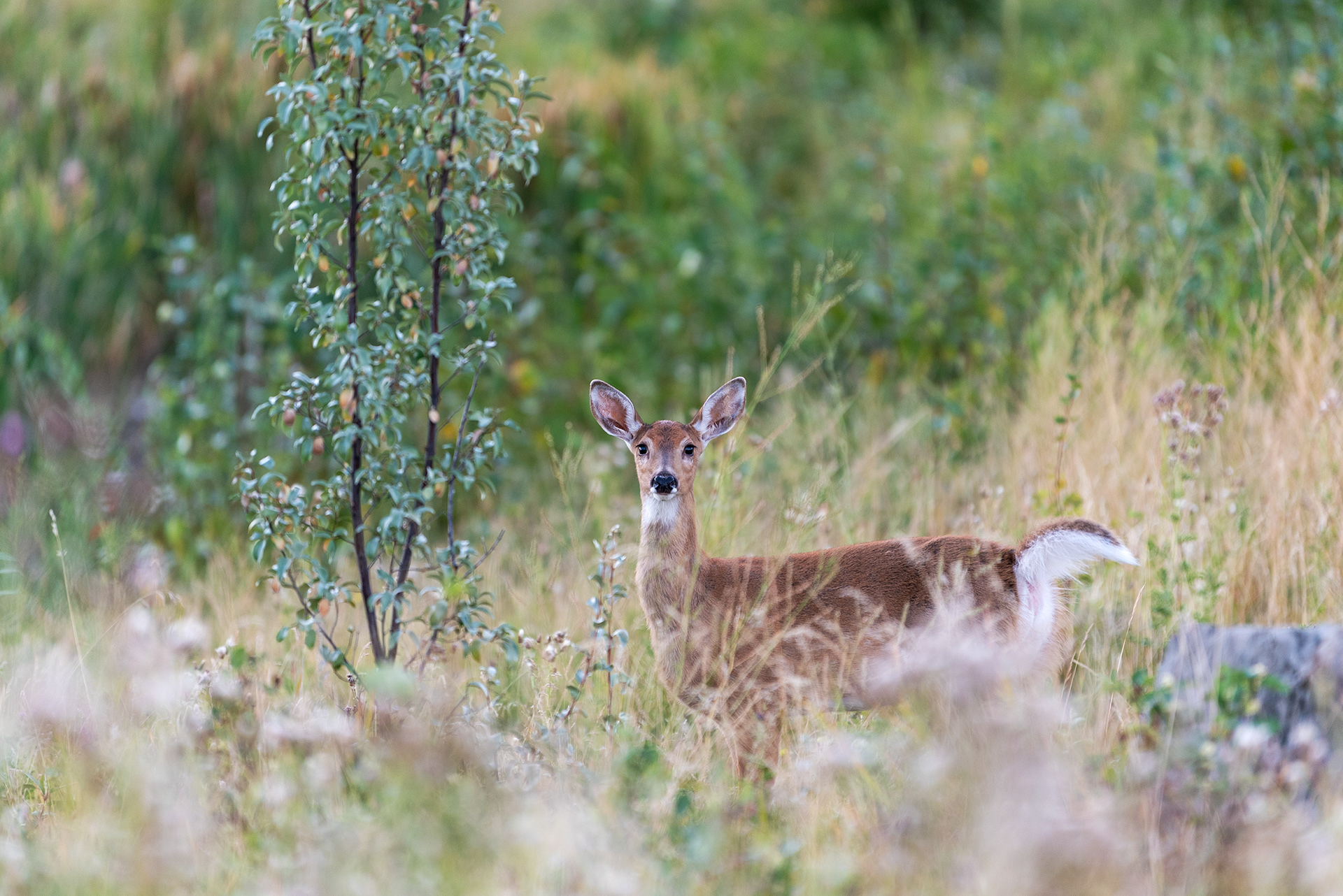 Young Deer at the Marshall Springs ponds in Fish Creek Provincial Park