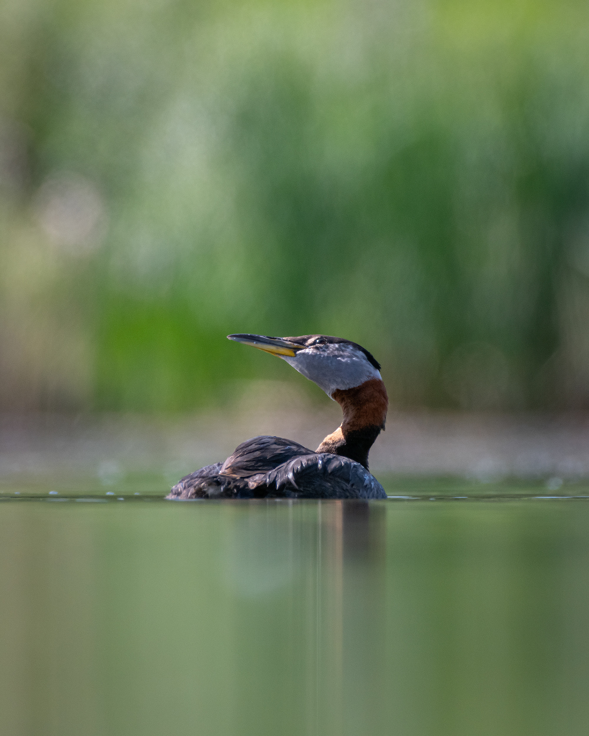 Red-necked Grebe, Marshall Springs ponds, Fish Creek Provincial Park, Calgary, AB