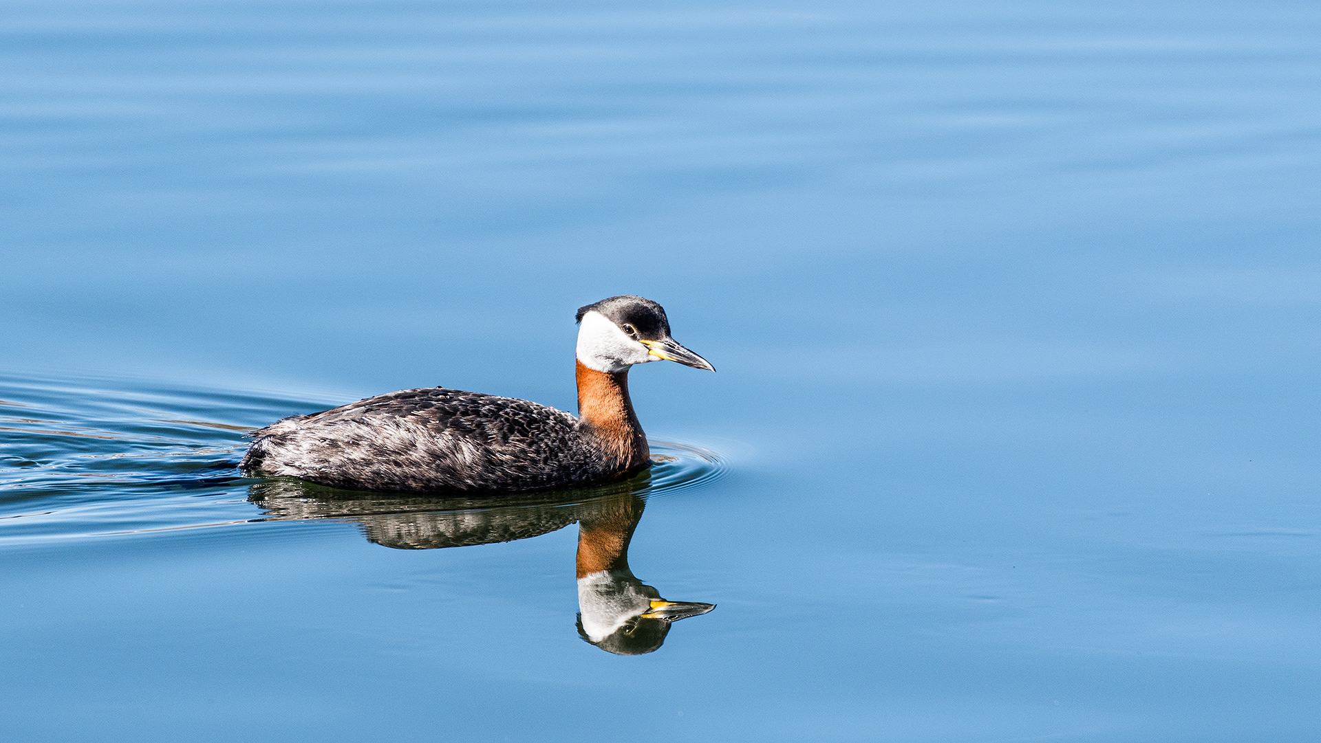 Red-necked Grebe at Bridlewood Wetlands Park, Calgary, Alberta