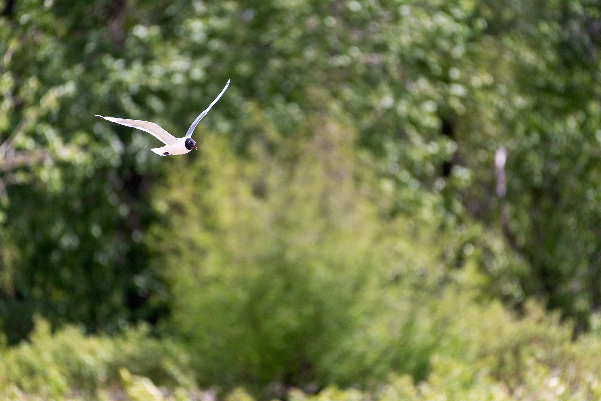 Franklin’s Gull, Fish Creek Wastewater Treatment Plant, Fish Creek Provincial Park, Bow River, Calgary, Alberta