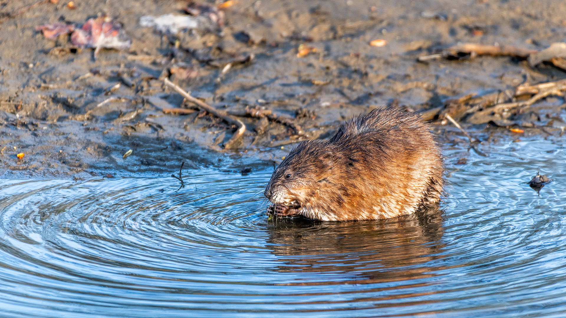 Muskrat, Inglewood Bird Sanctuary & Nature Centre, Calgary, Alberta