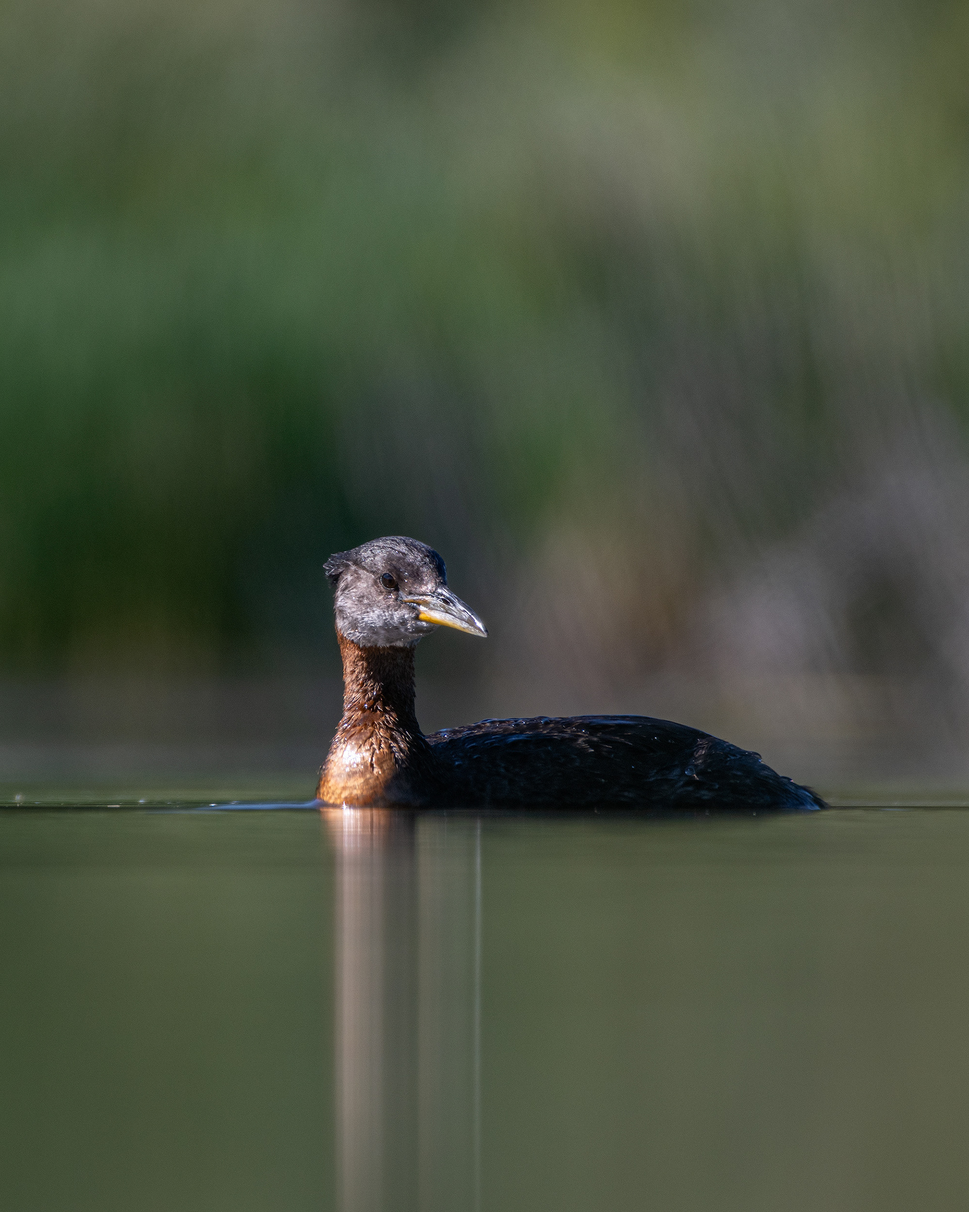 Red-necked Grebe, Marshall Springs ponds, Fish Creek Provincial Park, Calgary, AB