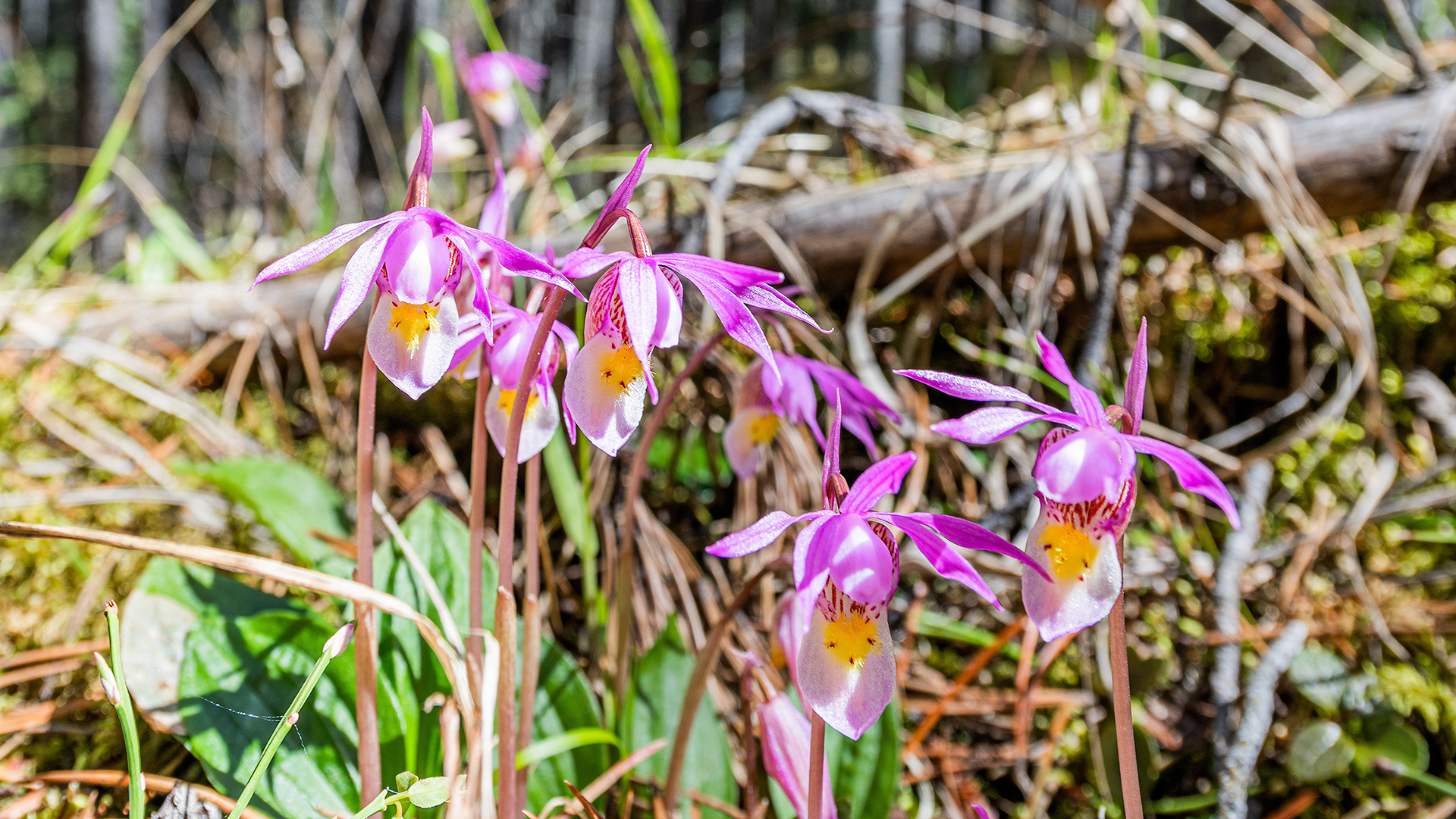 Calypso Orchids near Grassi Lakes Crag, Canmore area, Alberta