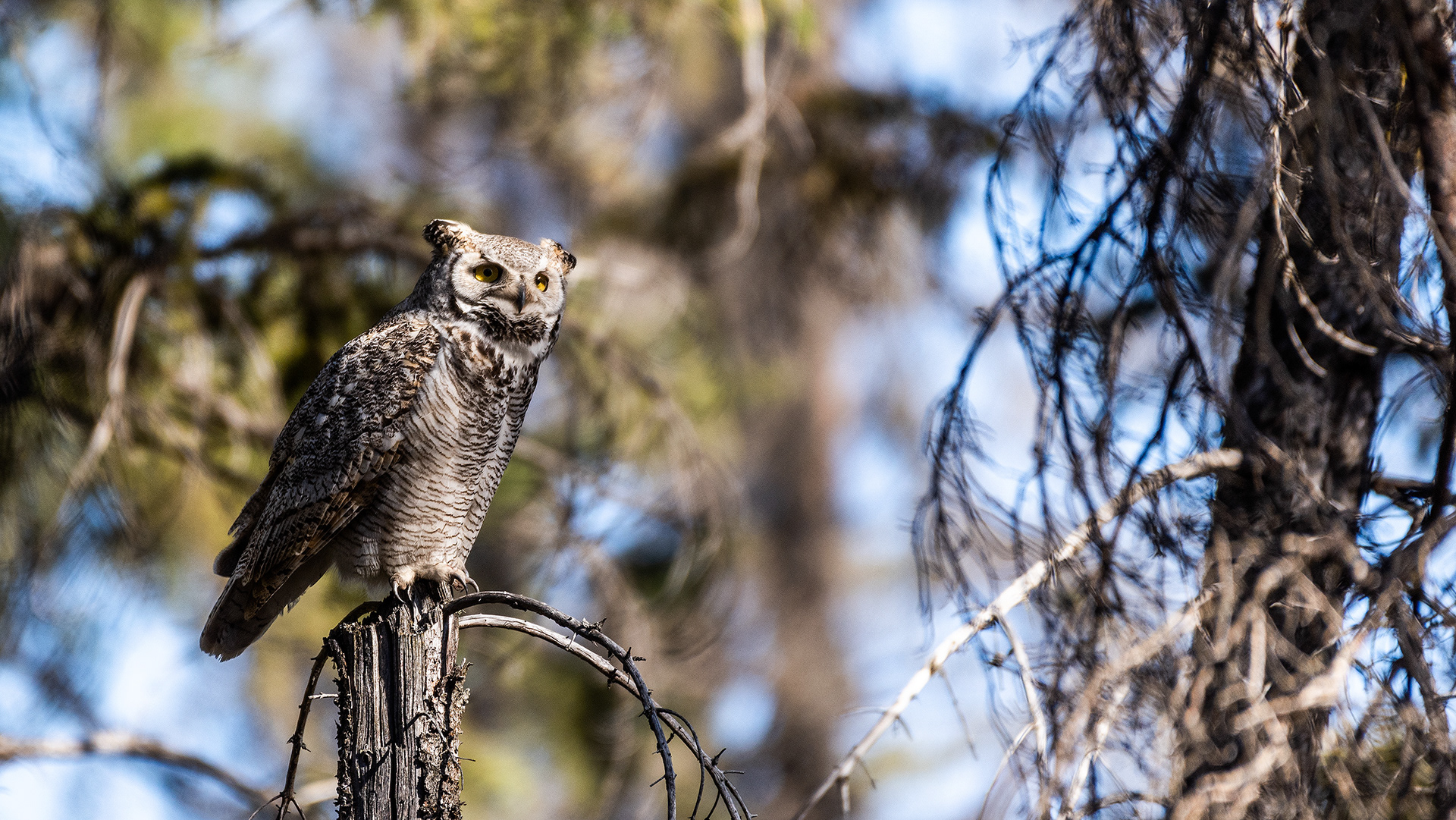Great Horned Owl near Marshall Springs in Fish Creek Provincial Park