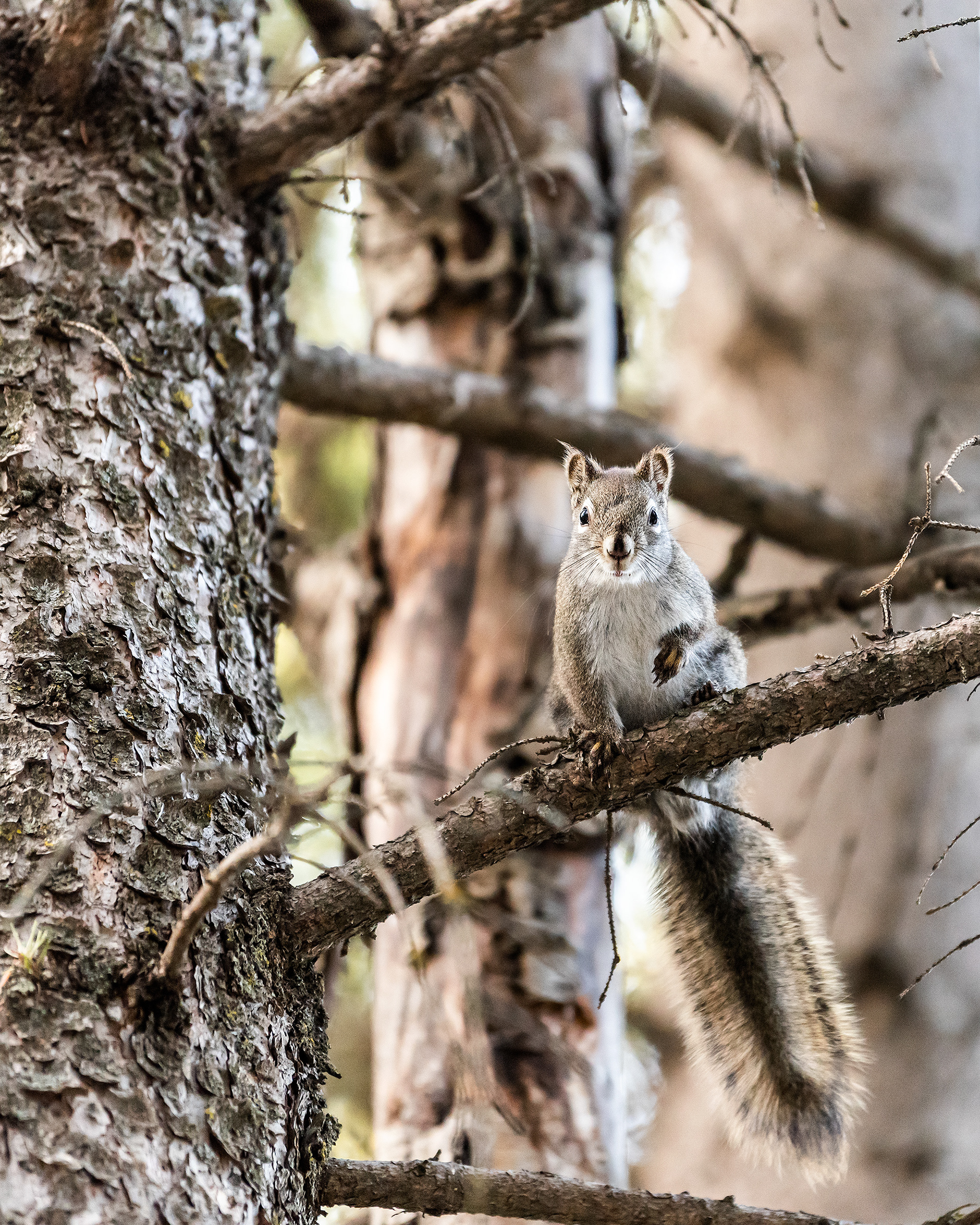 Red Squirrel near Marshall Springs, Fish Creek Prov. Park, Calgary, AB