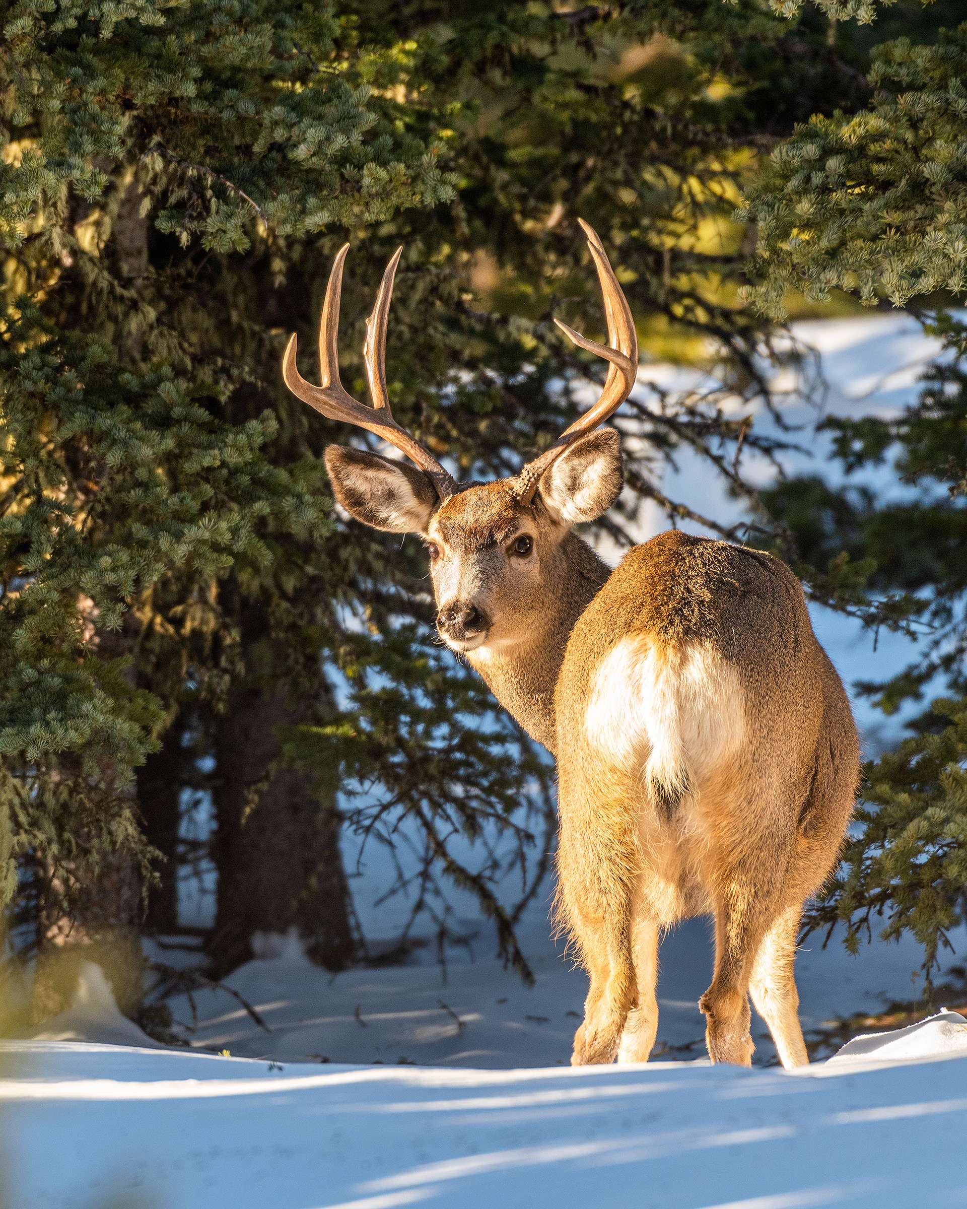 Mule Deer Buck near the peak of Prairie Mountain, close to Elbow Falls, AB