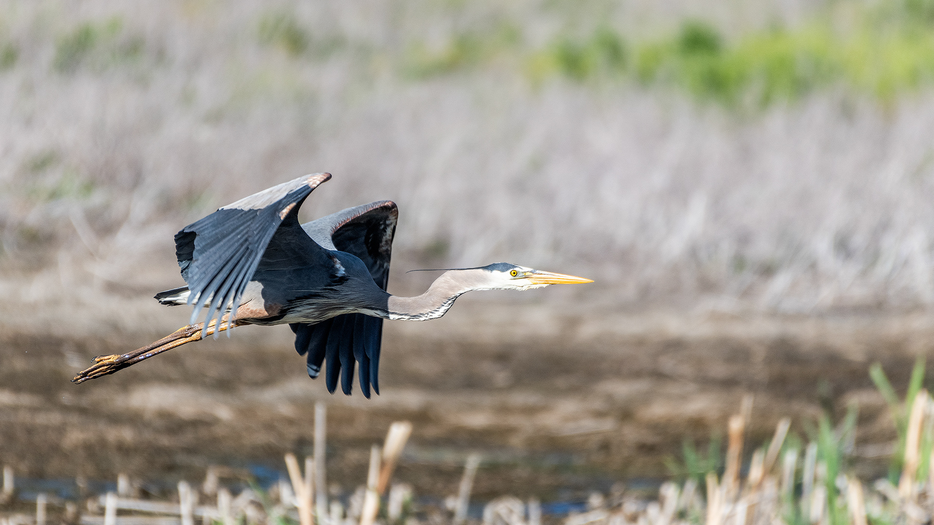 Great Blue Heron (in flight) at the Marshall Springs ponds in Fish Creek Provincial Park, Calgary, Alberta
