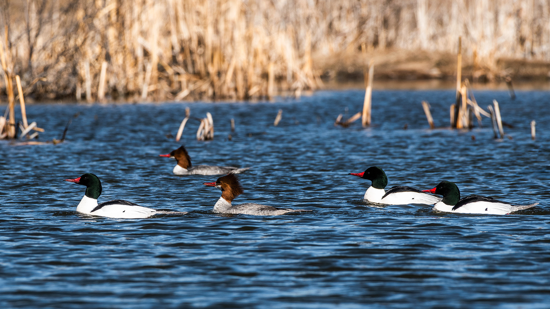 Common Mergansers at the Marshall Springs ponds in Fish Creek Provincial Park