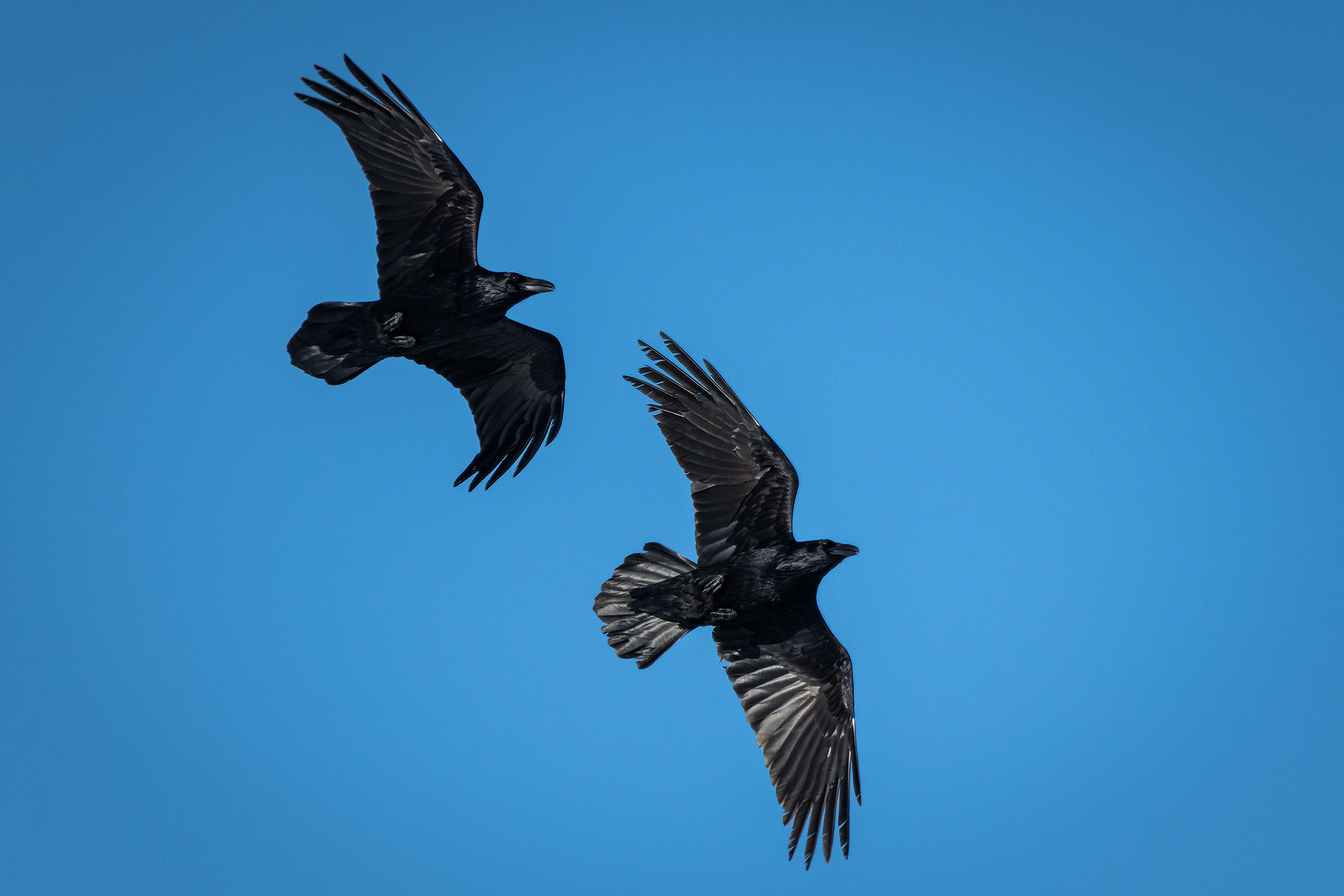 Common Ravens in flight - Southview Off Leash Dog Park, Calgary, AB