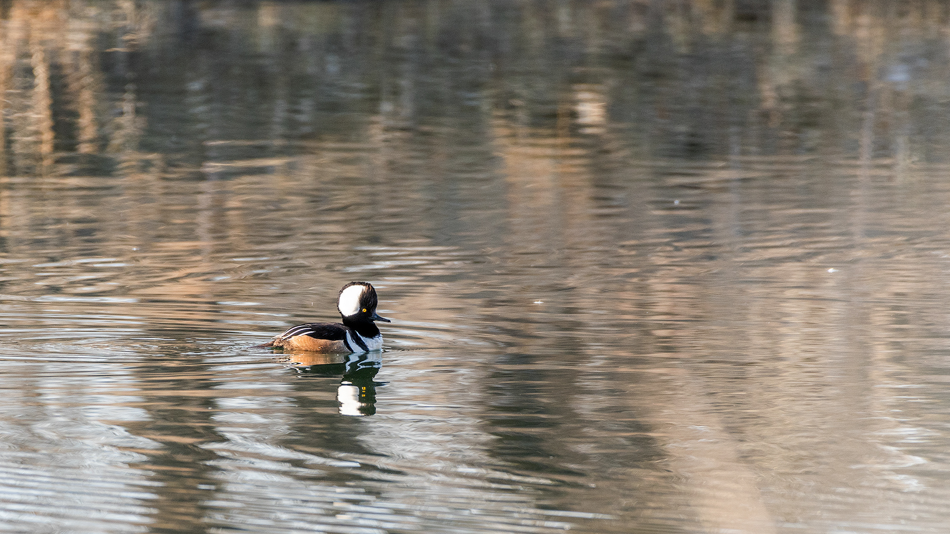 Hooded Merganser (male) at the Inglewood Bird Sanctuary & Nature Centre, Calgary, Alberta