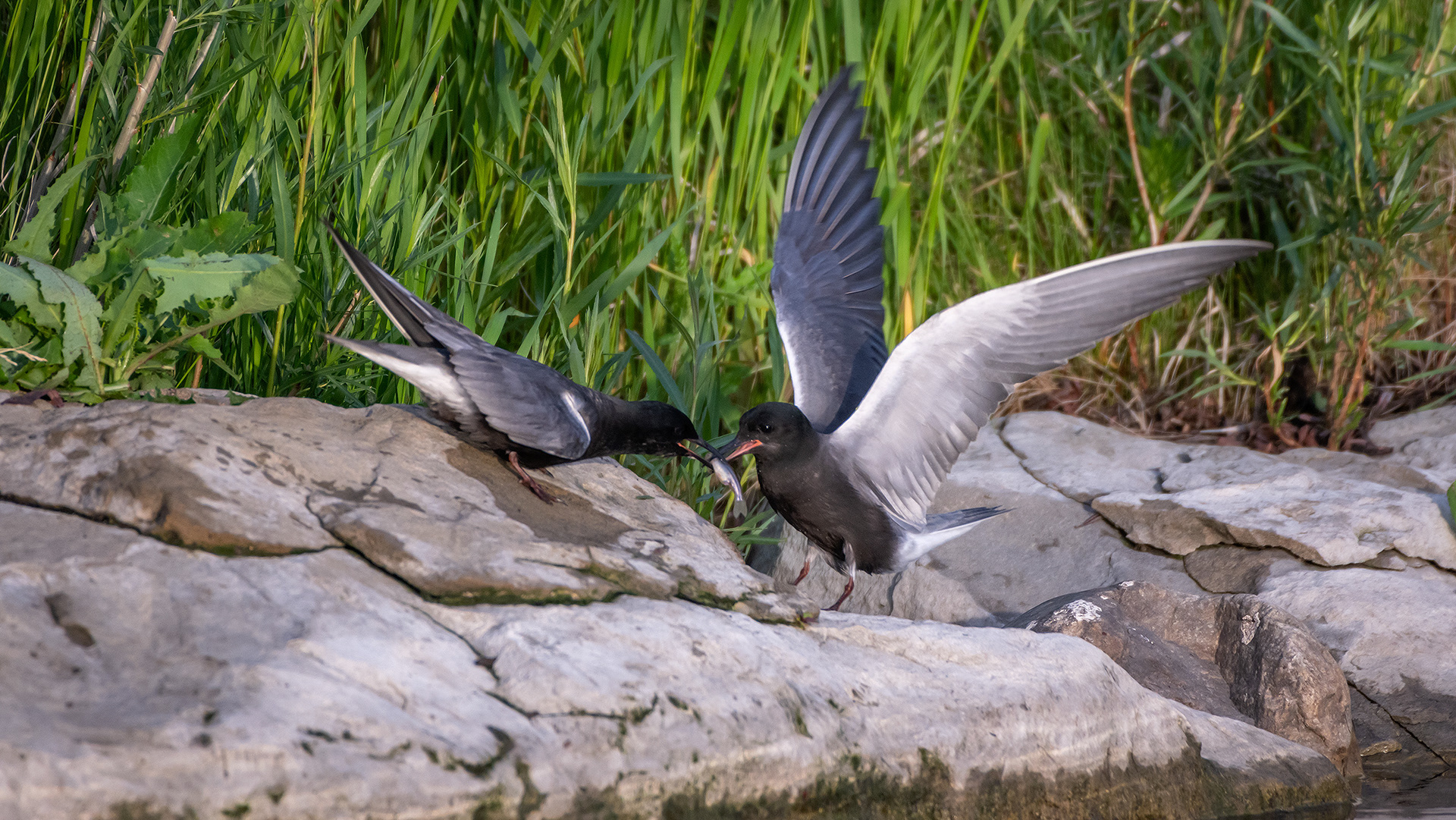 Black Terns, Marshall Springs ponds, Fish Creek Provincial Park, Calgary, AB