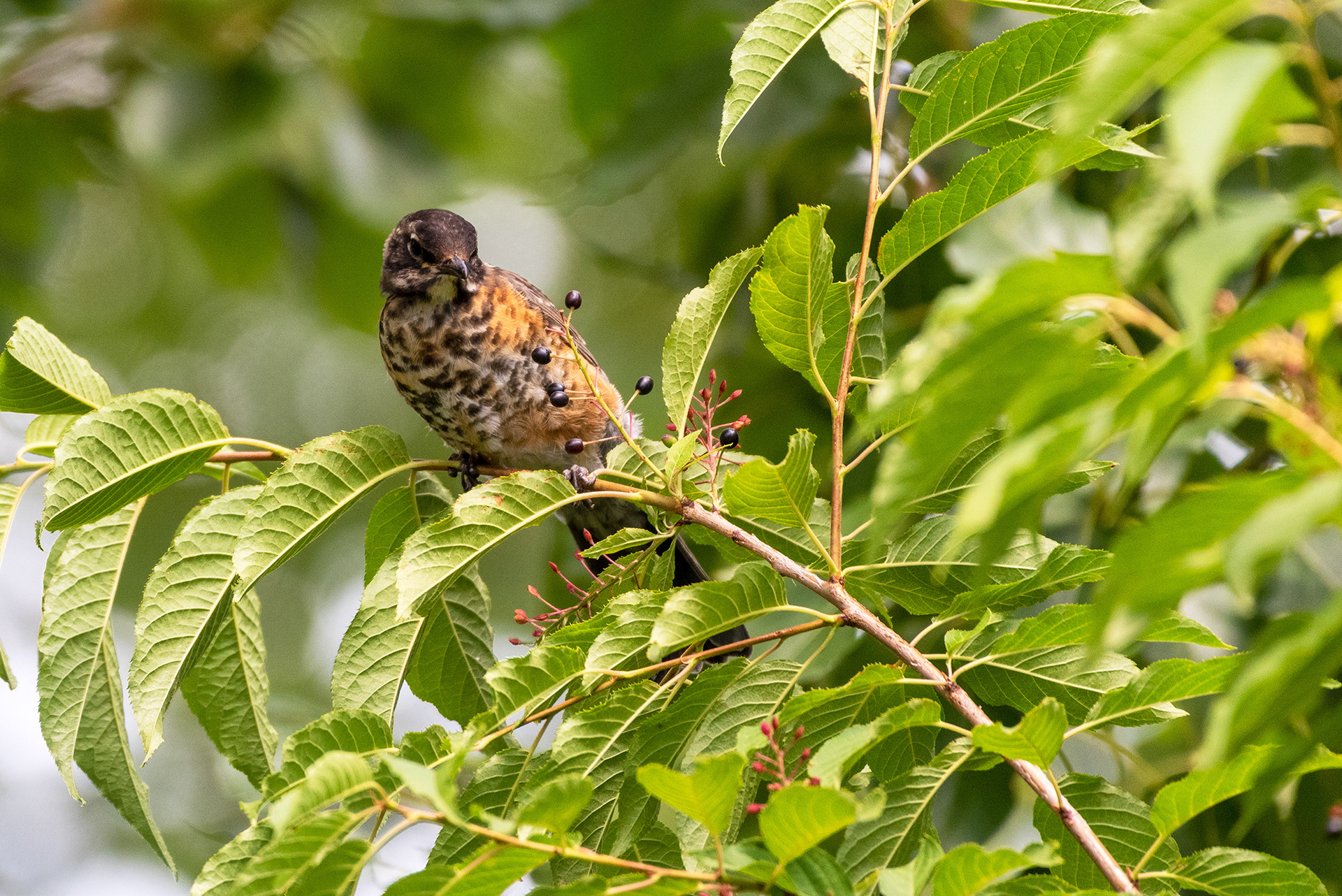 Young American Robin sizing up some berries for ripeness