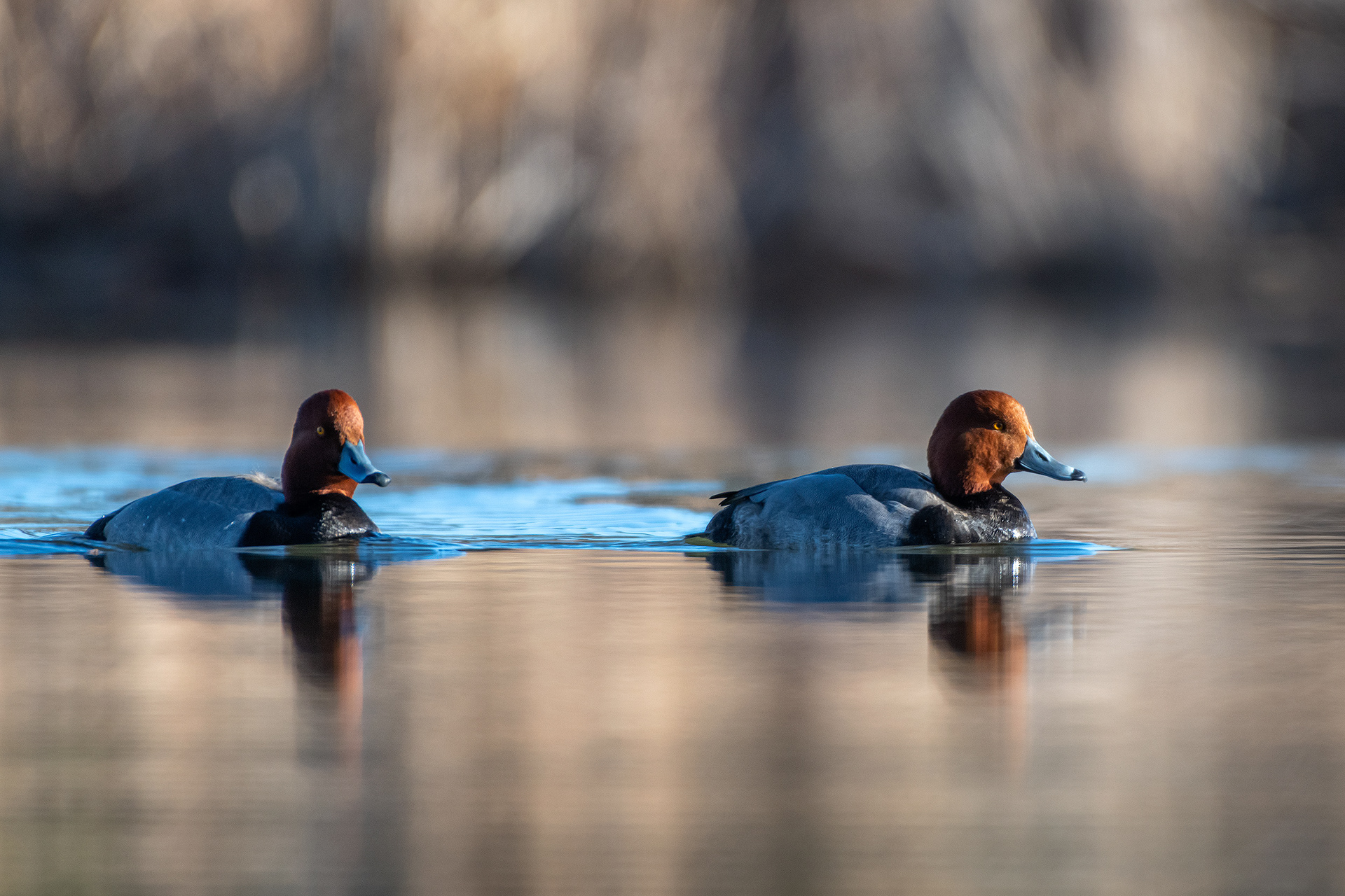 Redheads (males), Marshall Springs, Fish Creek Provincial Park, Calgary, AB