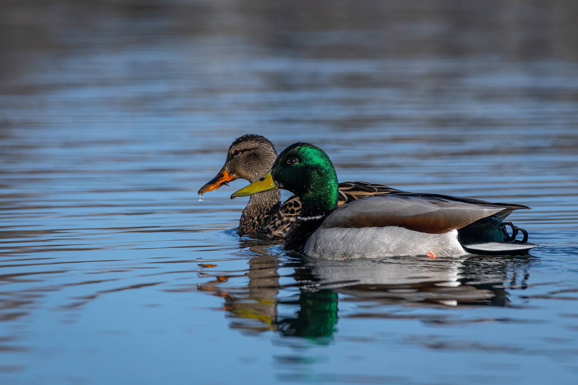 Mallard pair, near the Harvie Passage of the Bow River, Pearce Estate Park, Calgary, AB