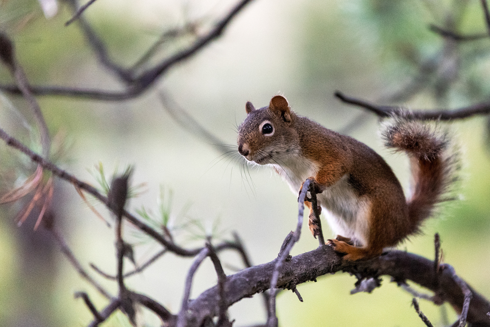 Squirrel