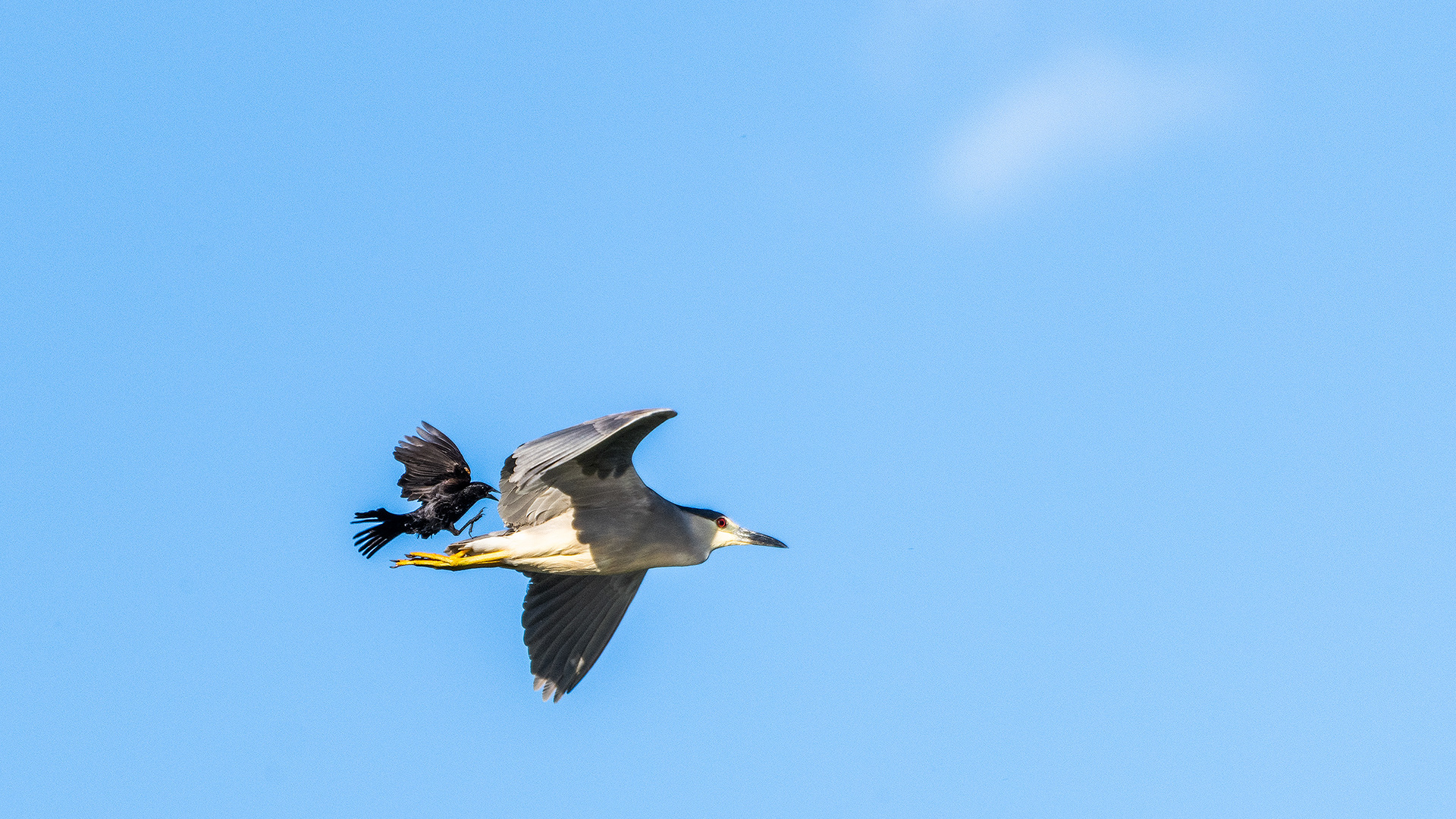 Black-crowned Night-Heron (in flight) with a male Red-winged Blackbird (in flight) on its tail, Marshall Springs, Fish Creek Prov. Park, Calgary, AB