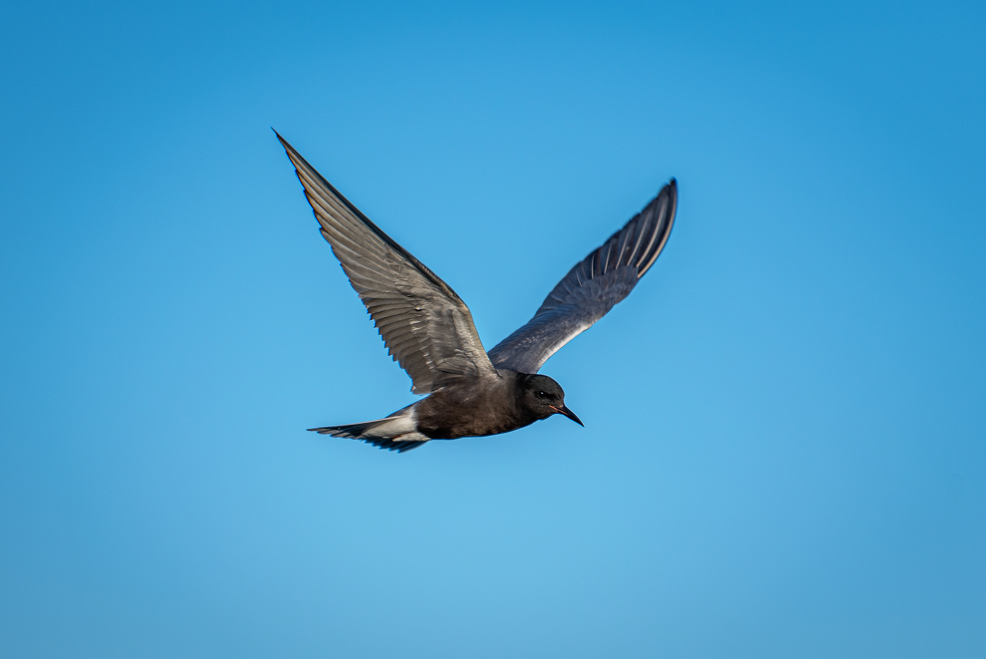 Black Tern (in flight), Marshall Springs ponds, Fish Creek Provincial Park, Calgary, AB
