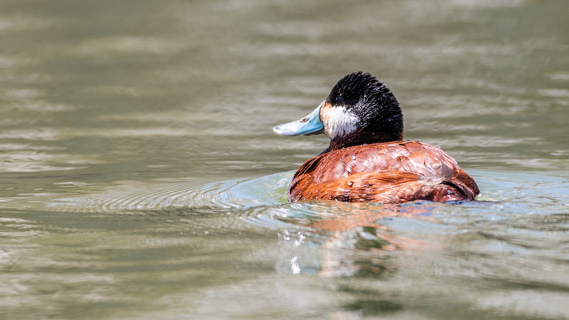 Ruddy Duck (male) at Bridlewood Wetlands Park, Calgary, Alberta