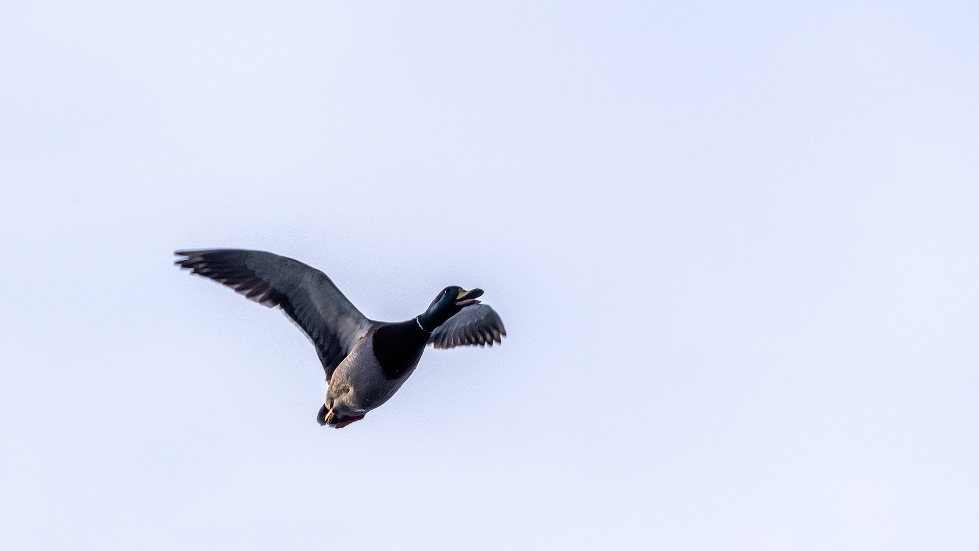 Mallard (male, in flight) near Mallard Point, Fish Creek Prov. Park, Calgary, AB