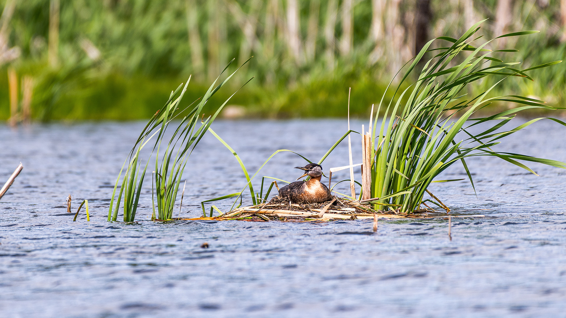 Red-necked Grebe on a nest, Marshall Springs, Fish Creek Prov. Park, Calgary, AB