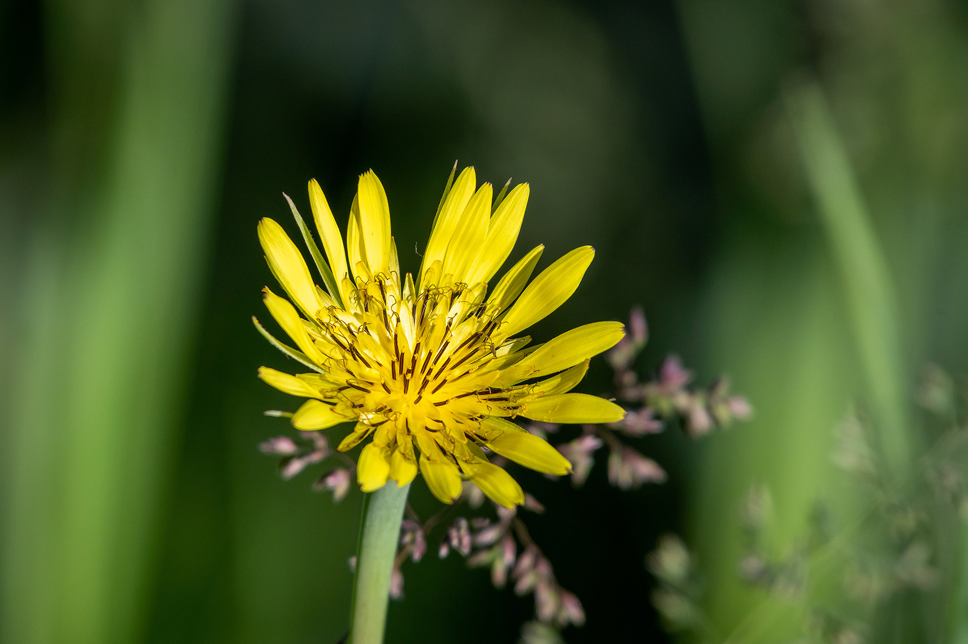 Flower, Marshall Springs area, Fish Creek Provincial Park, Calgary, AB