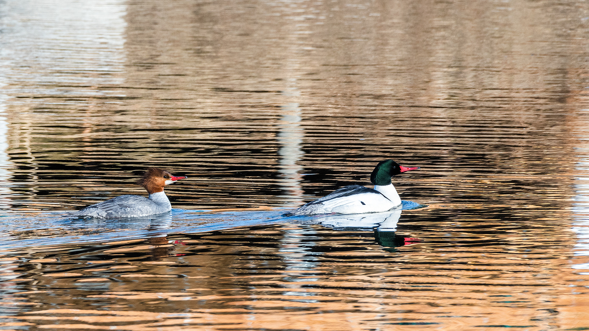 Common Merganser (female & male) pair at the Inglewood Bird Sanctuary & Nature Centre, Calgary, Alberta